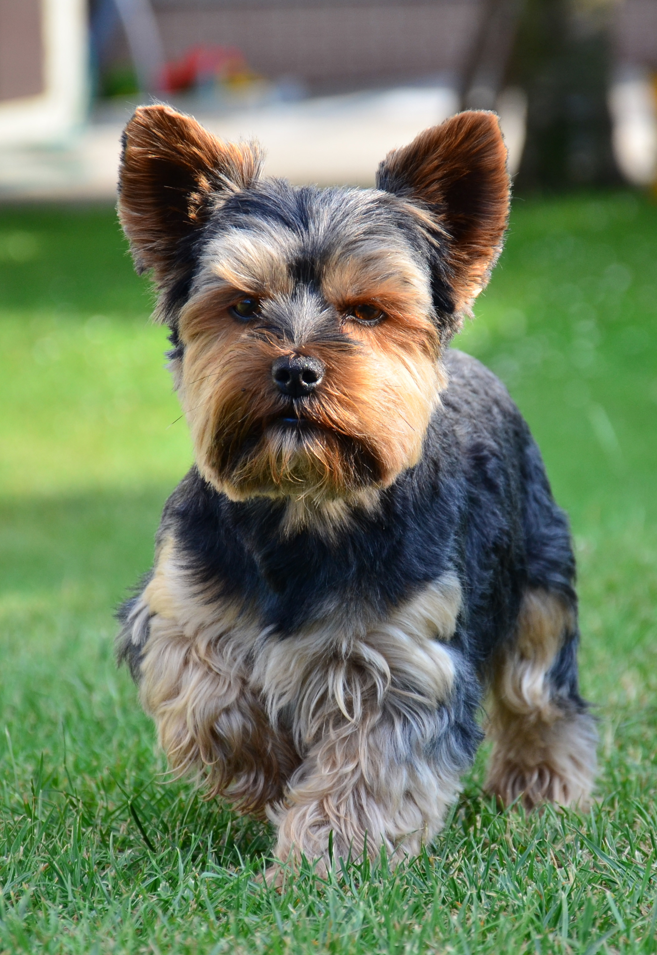 yorkie-puppies-wallpaper-51-images