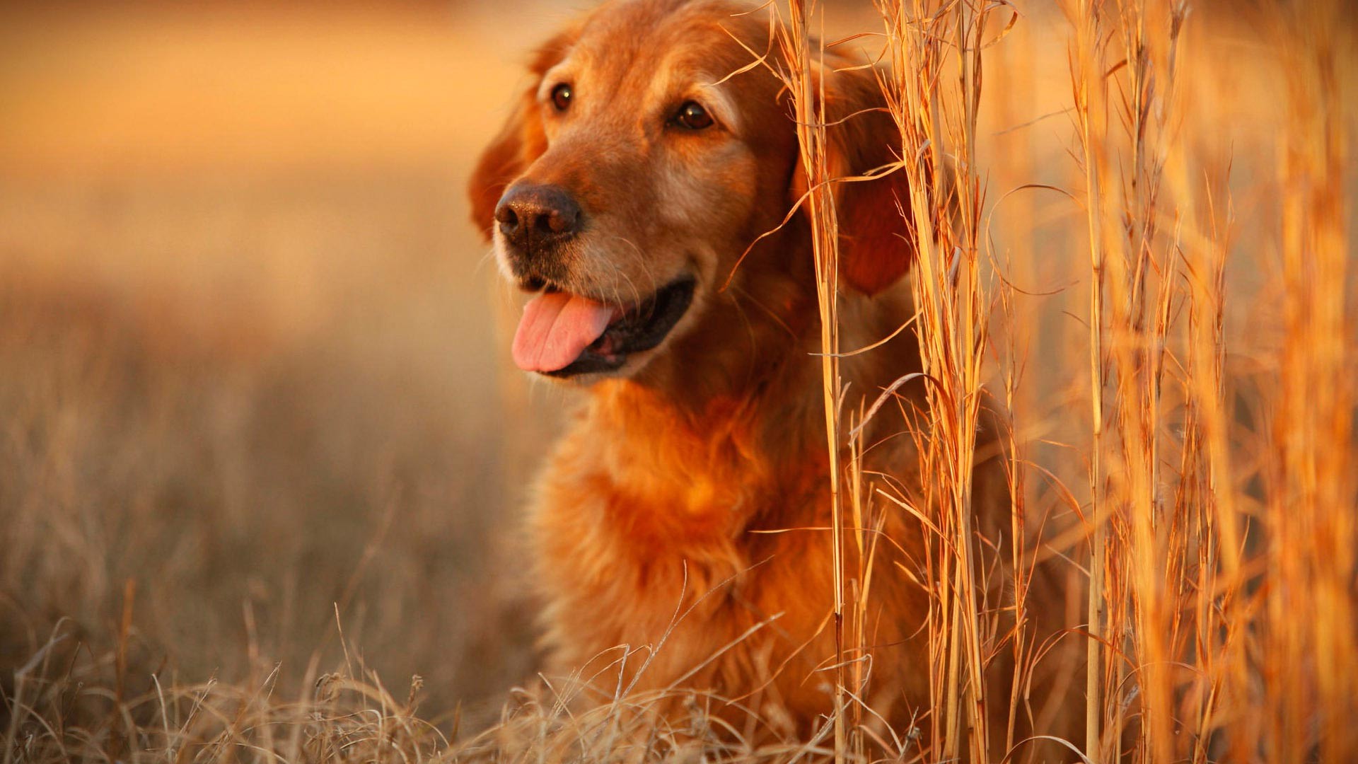 Desktop Wallpaper Dog Pictures 81 Images 
