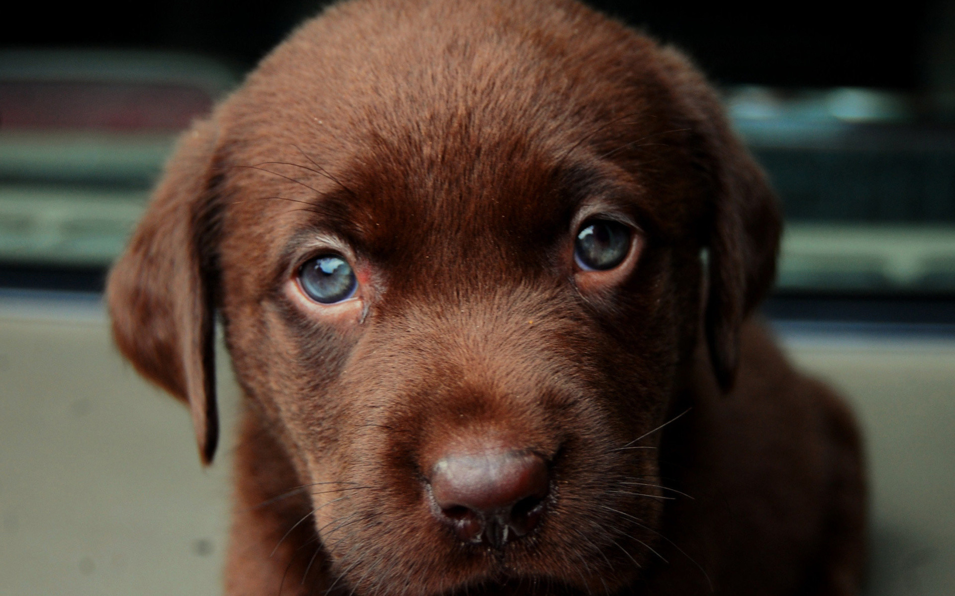 Chocolate Lab Wallpaper (69+ Images)