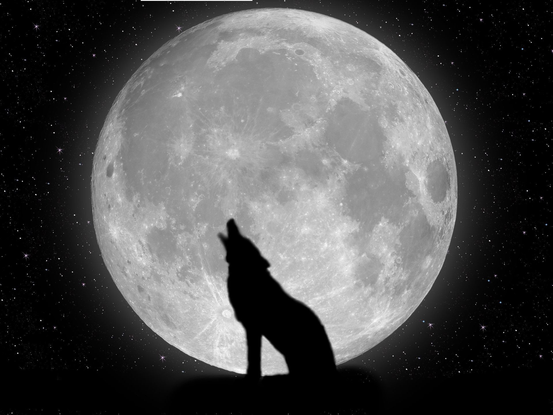 HD Wolf Wallpapers 1080p (71+ images)
