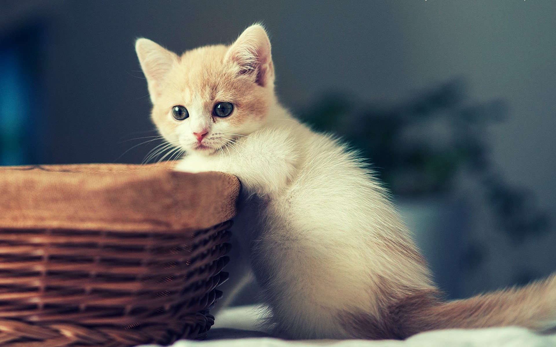 Cute Kitten Wallpaper (64+ images)