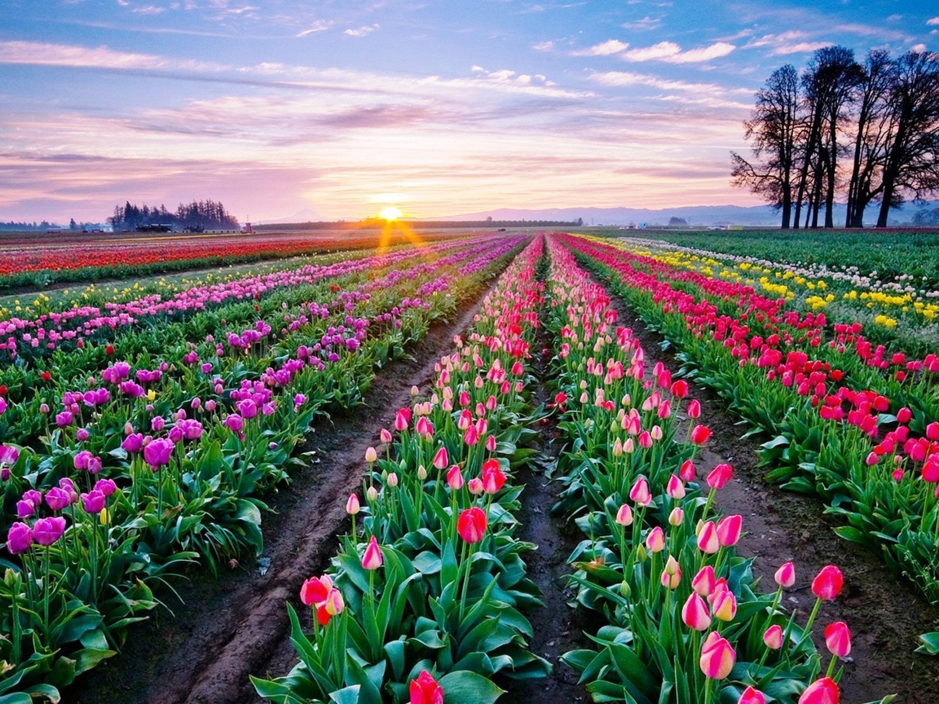 Tulips Background Wallpaper (70+ images)