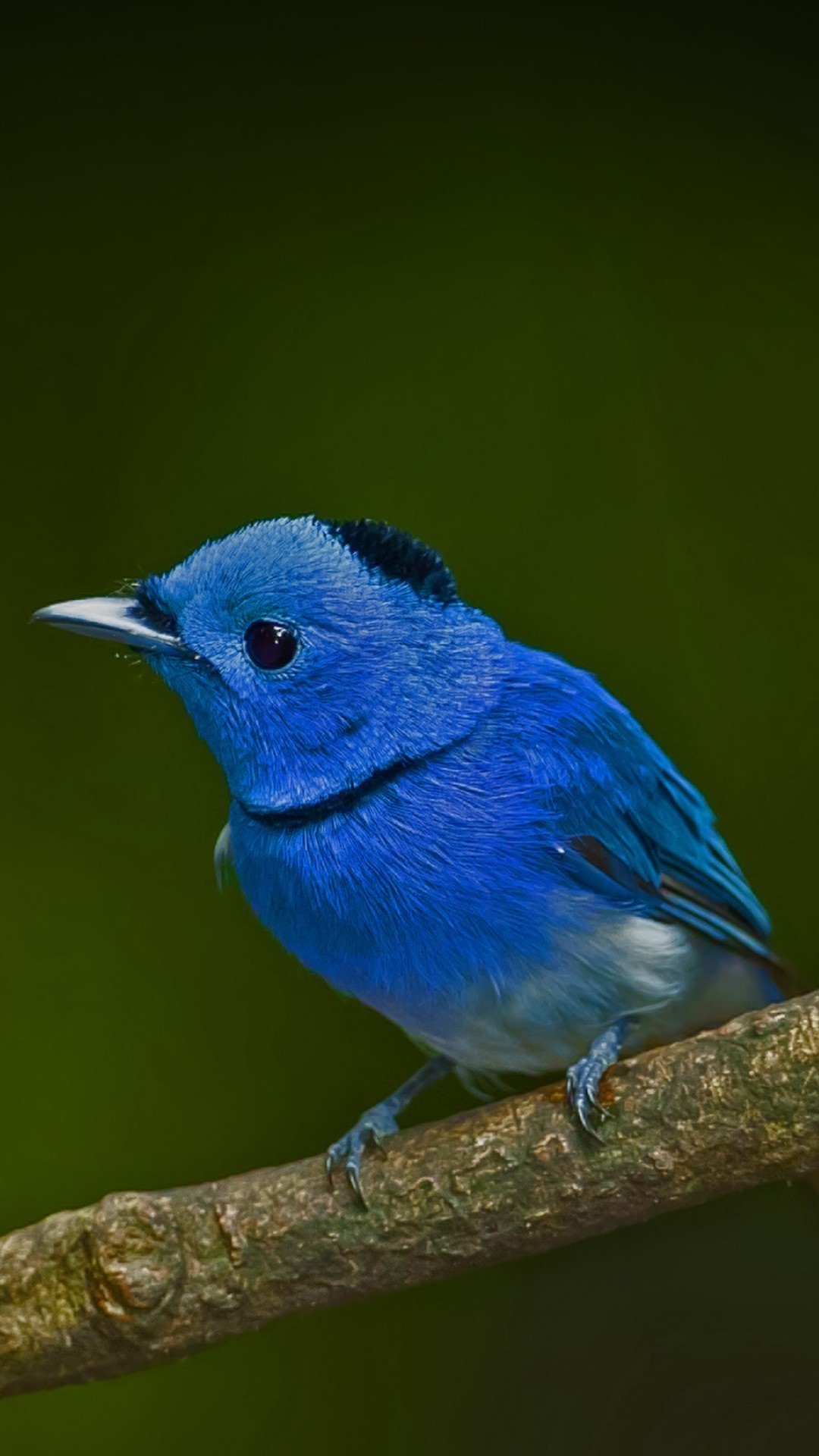 Blue Bird Wallpaper (68+ images)