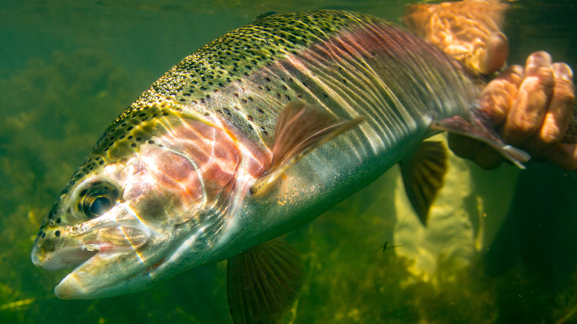 Rainbow Trout Wallpaper (49+ images)