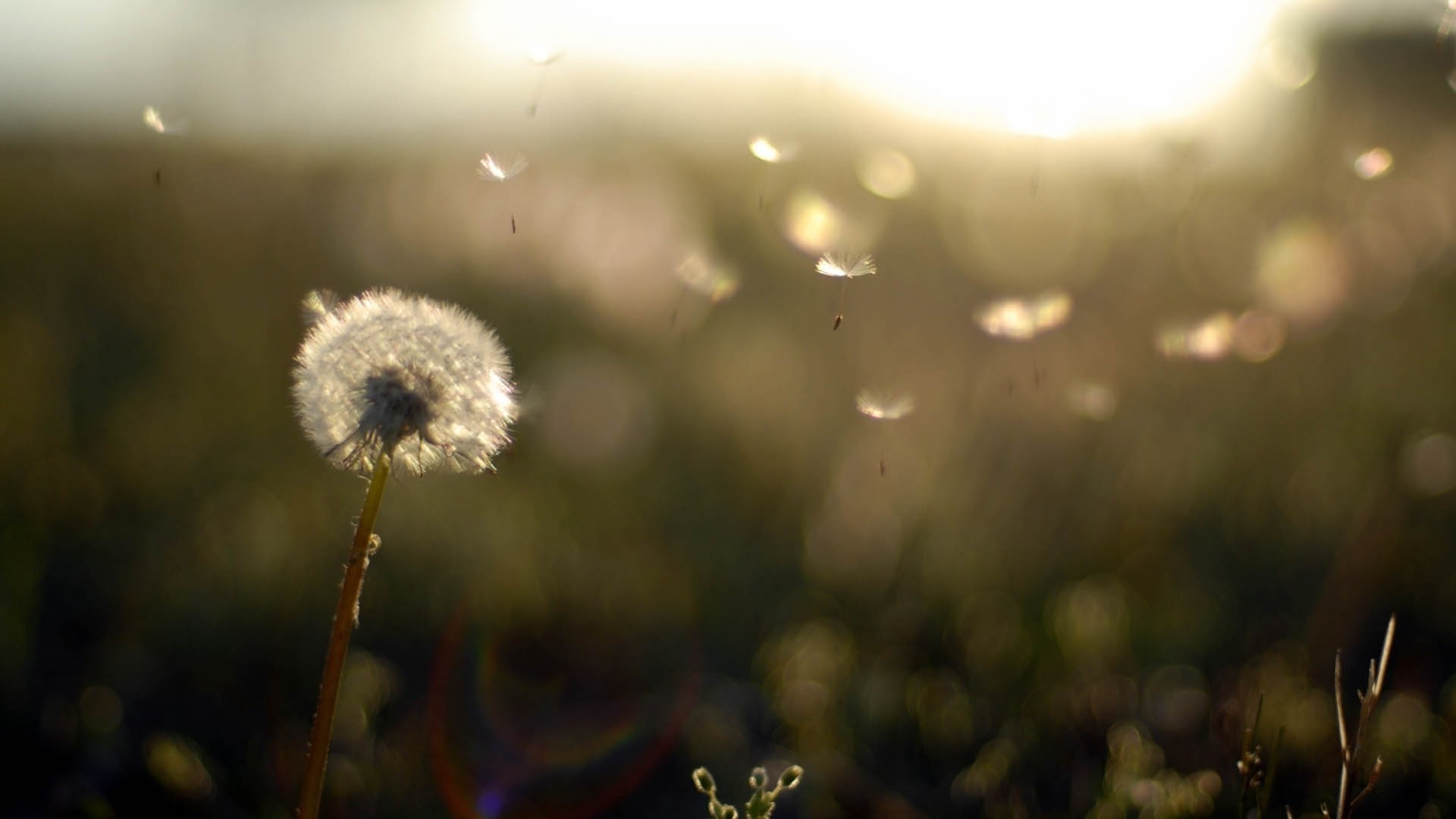 Dandelion Background (60+ images)