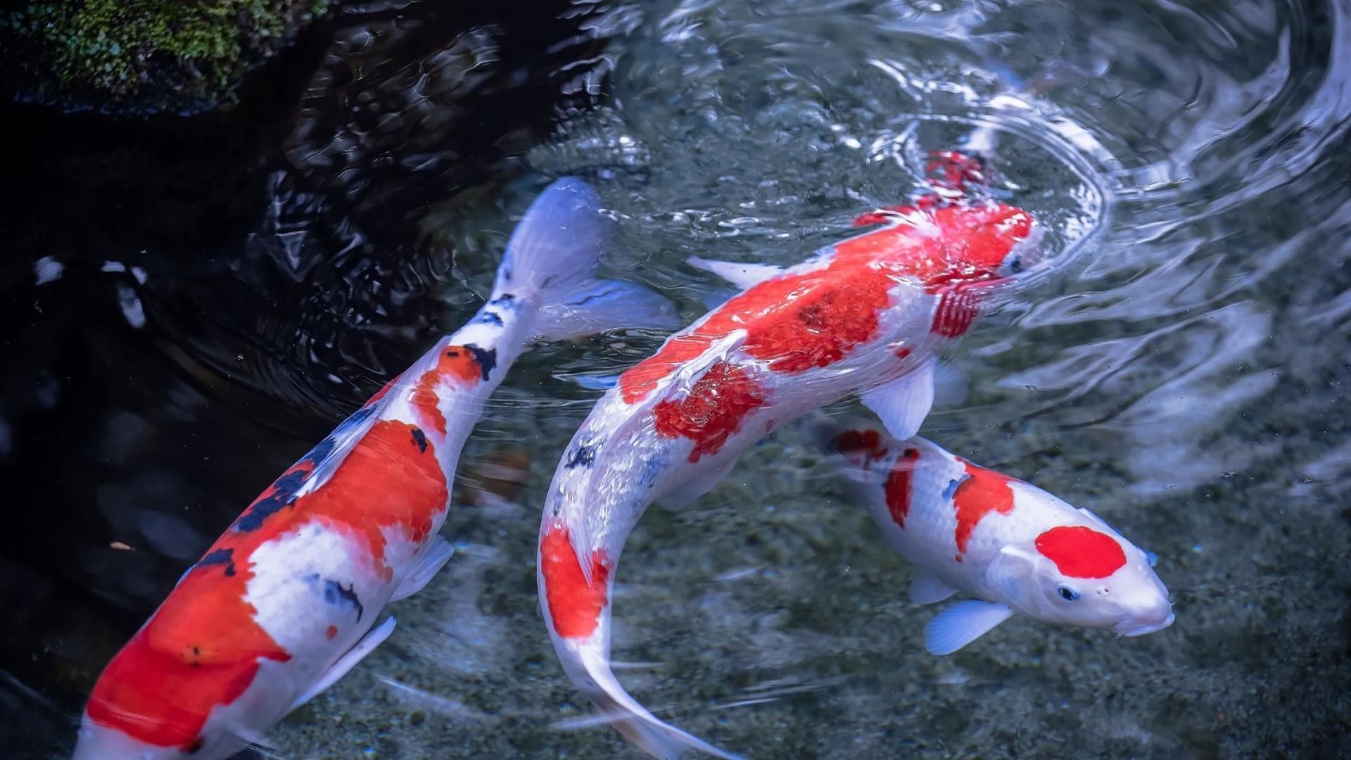 koi fish live wallpaper for android