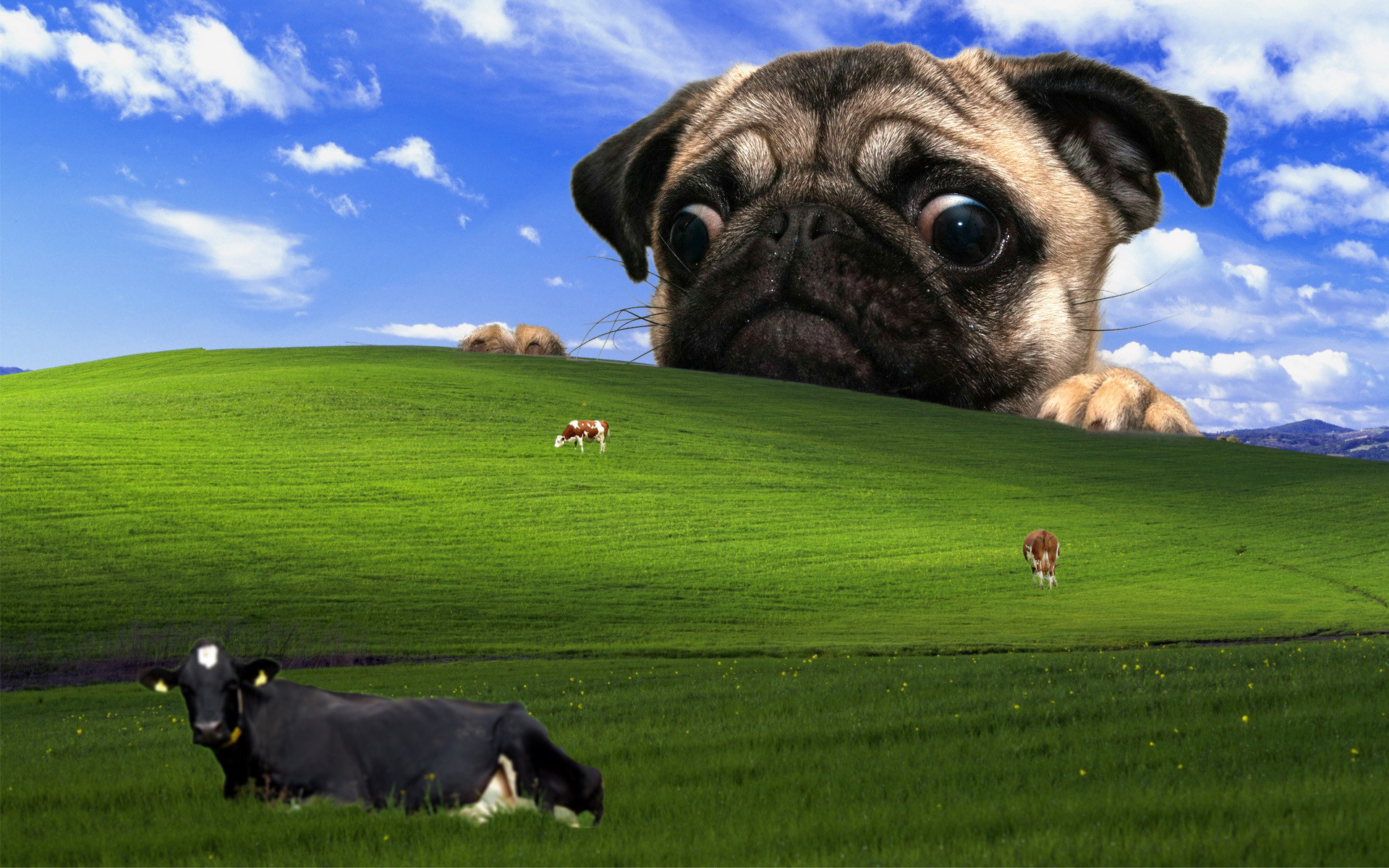 Funny Pug Pictures Wallpaper (75+ images)