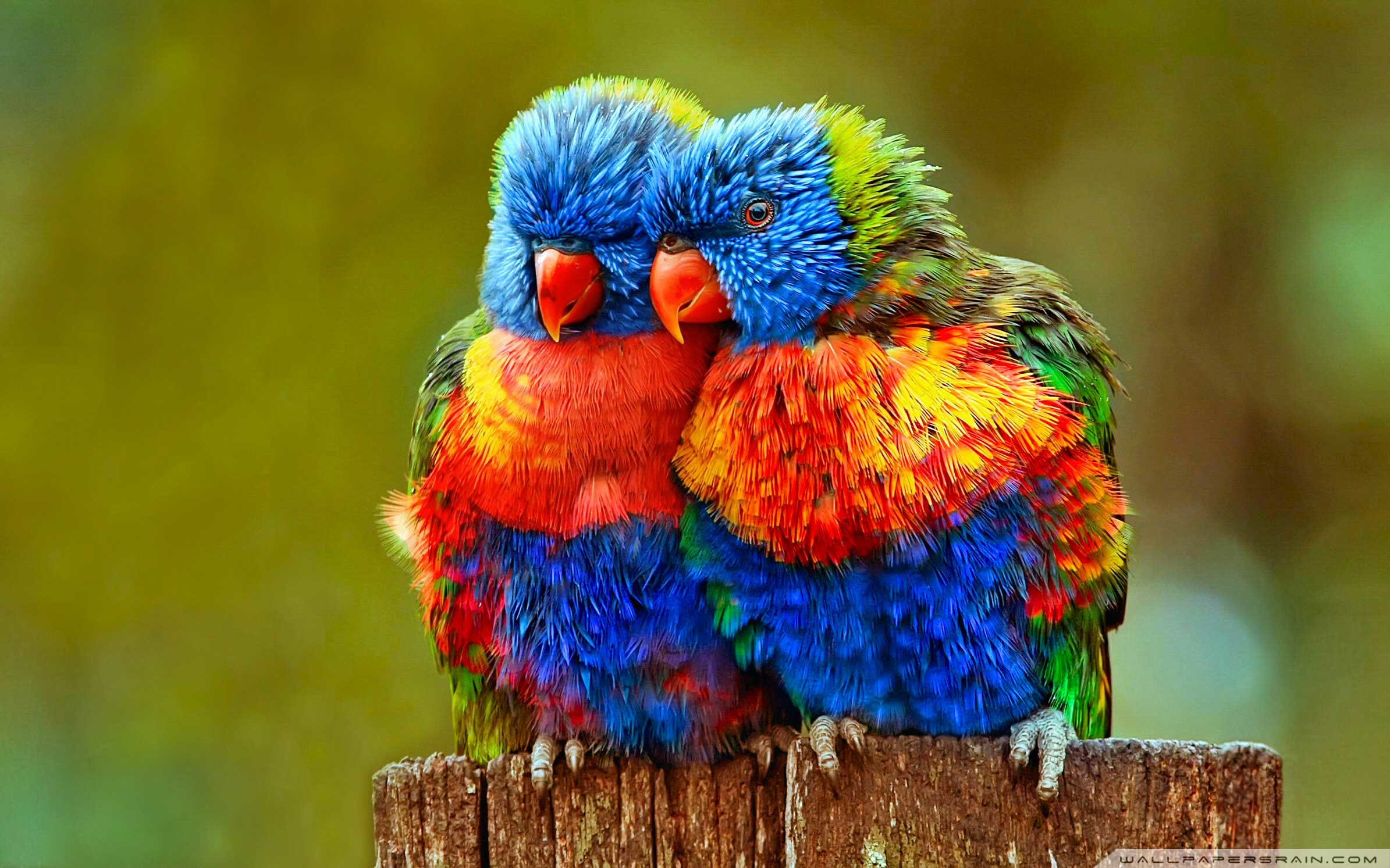 Lovebirds Wallpaper 56 Images