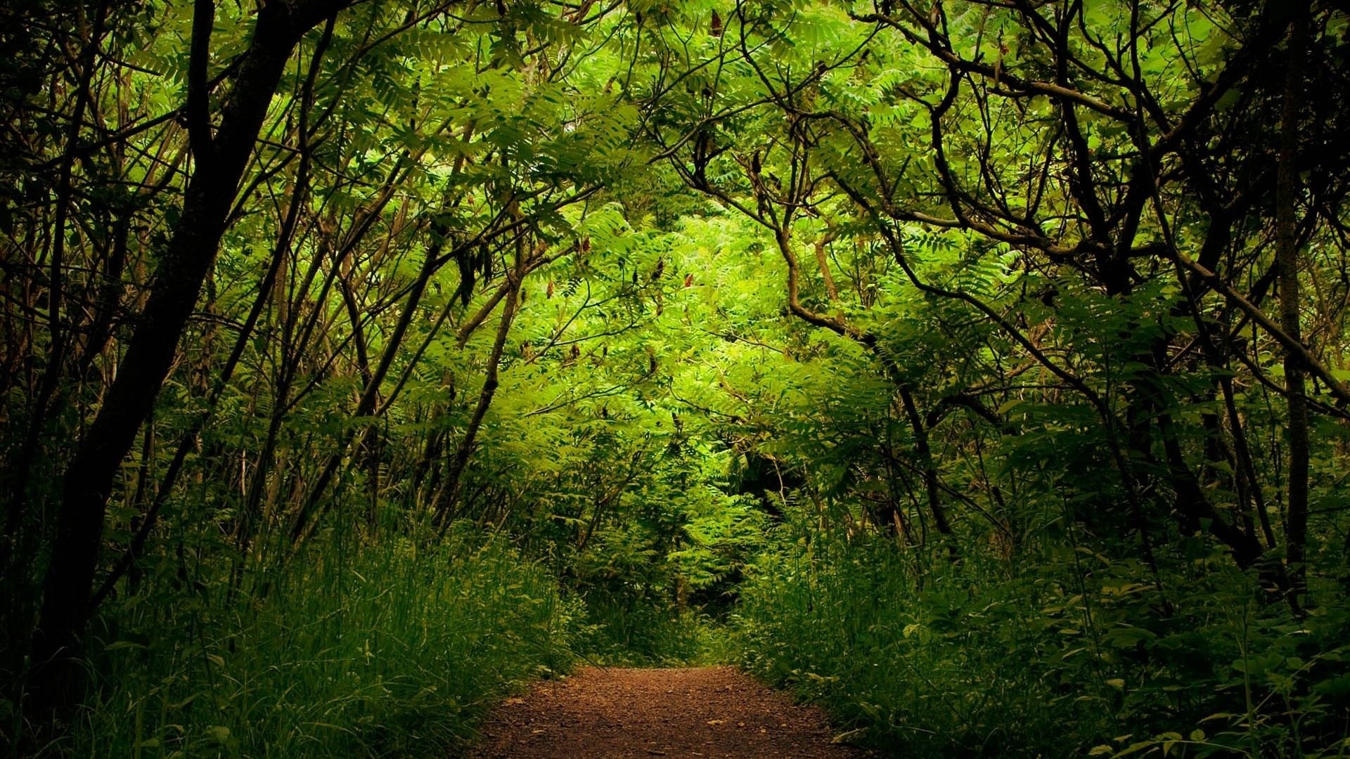 Wallpaper 1080p Forest 76 Images
