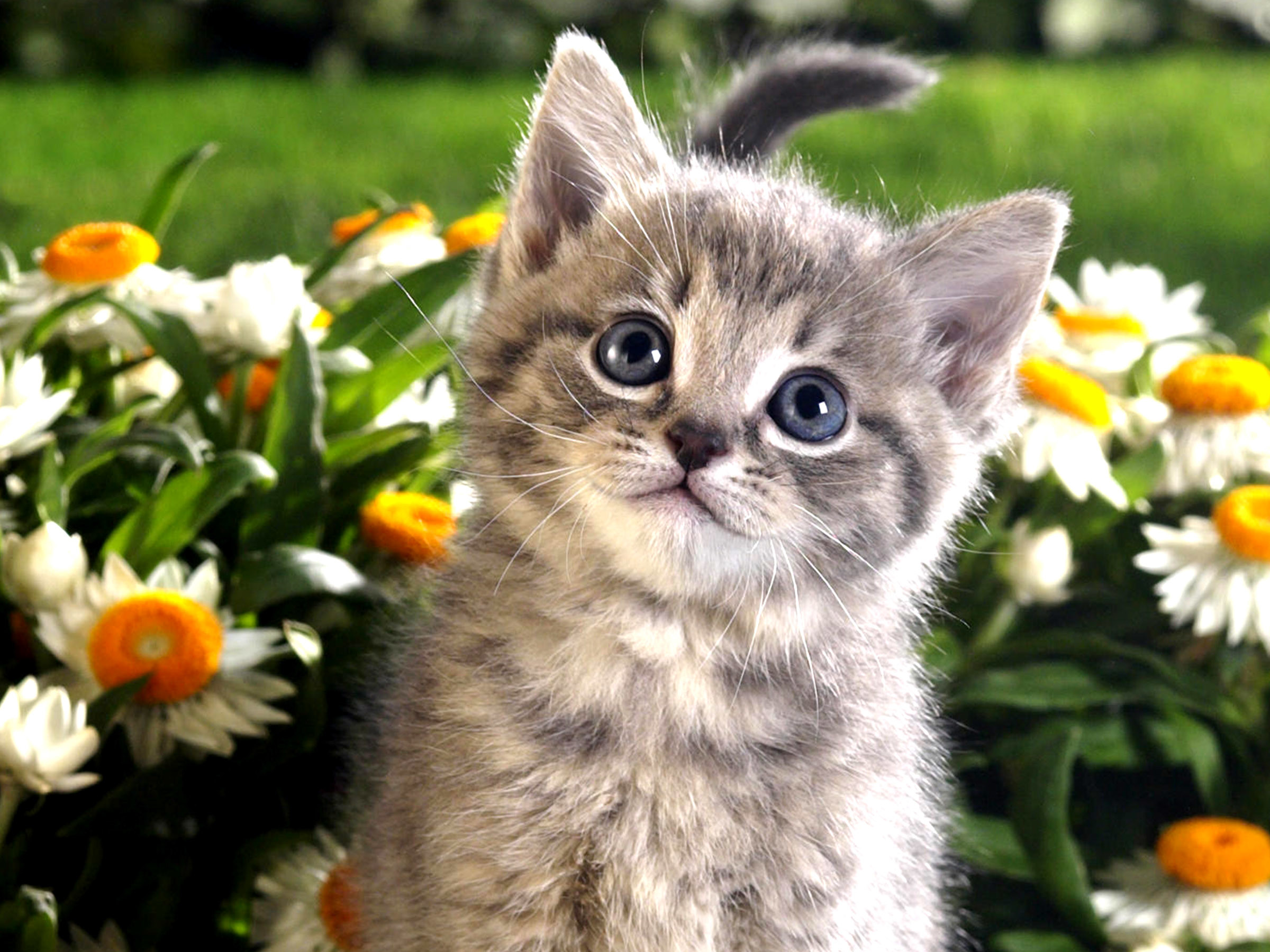 Cute Kitten Desktop Wallpaper (60+ images)