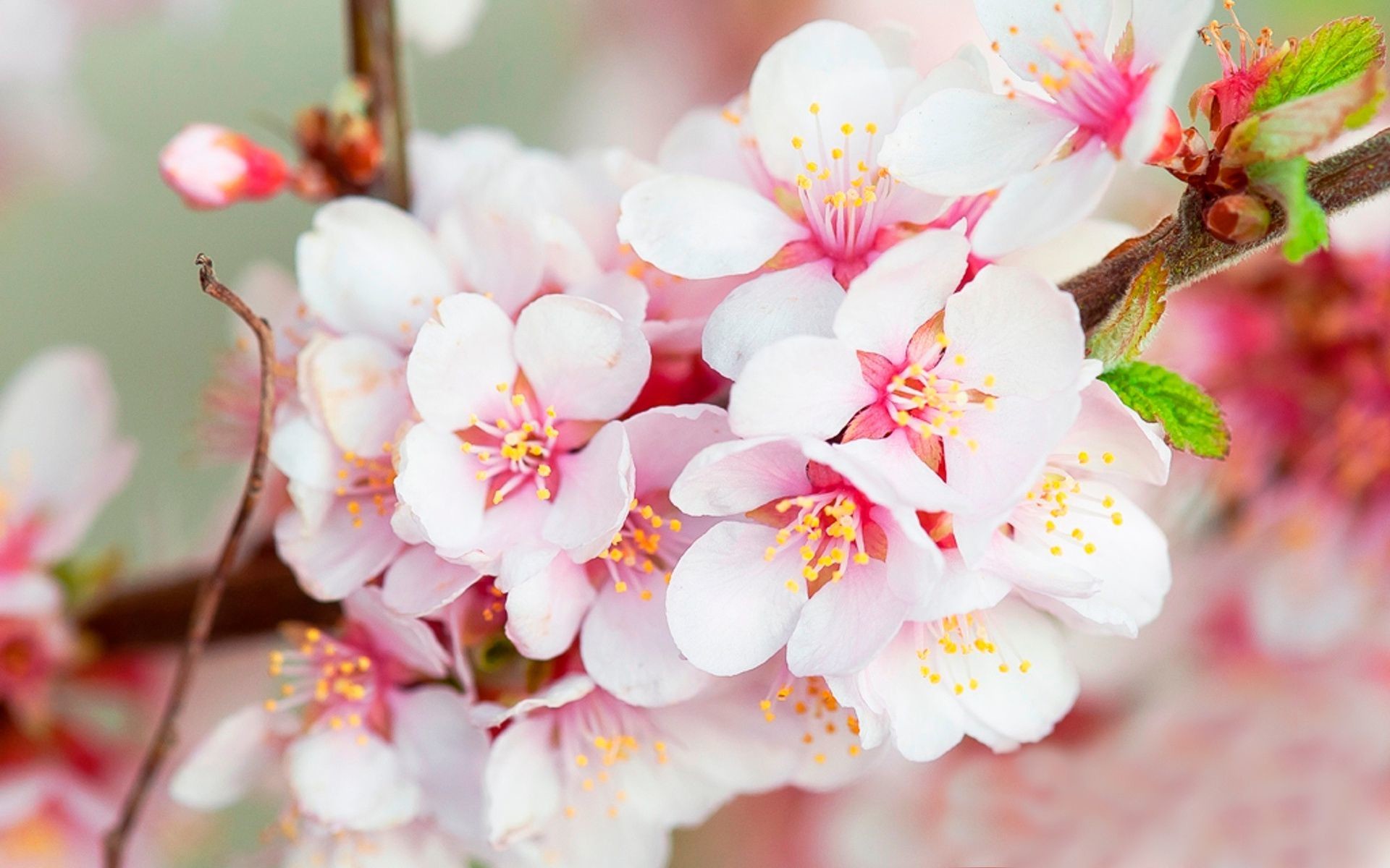 Pink Cherry Blossom Wallpaper (62+ images)