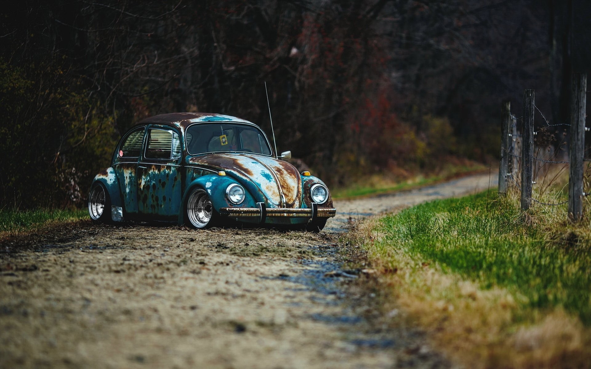 beetle wallpaper