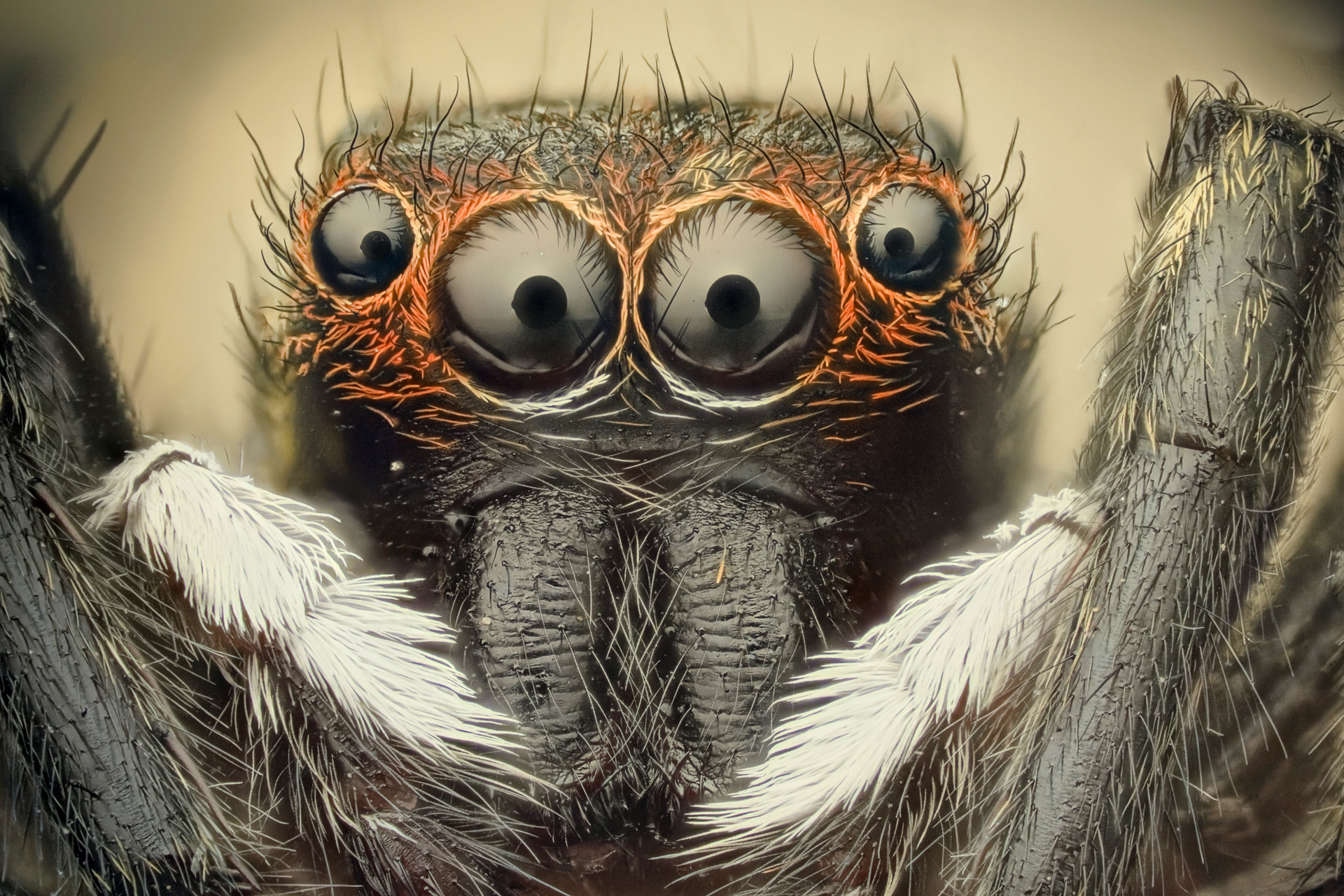 Scary Spider Wallpaper (65+ images)