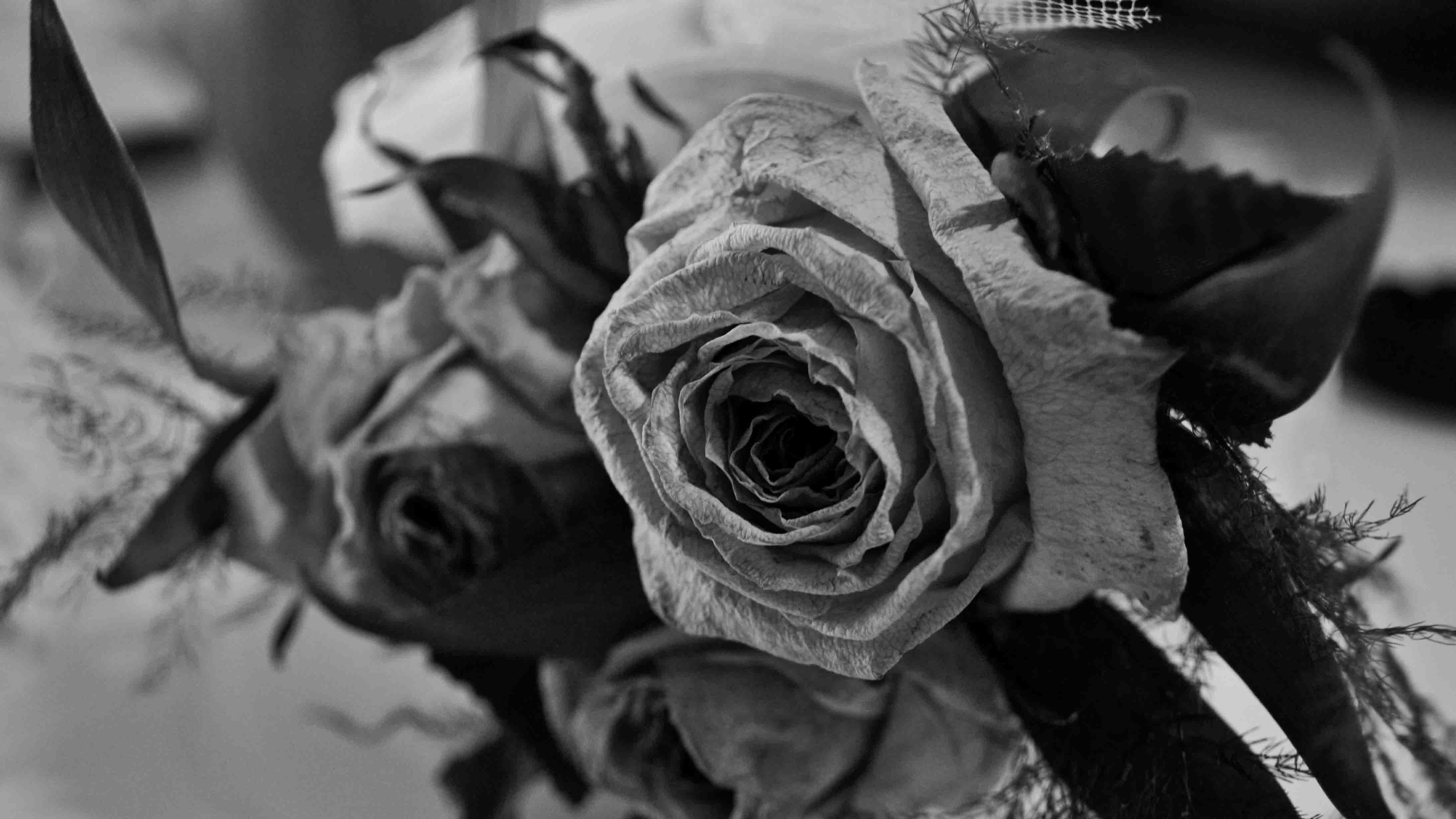 Black and White Rose Wallpaper (61+ images)
