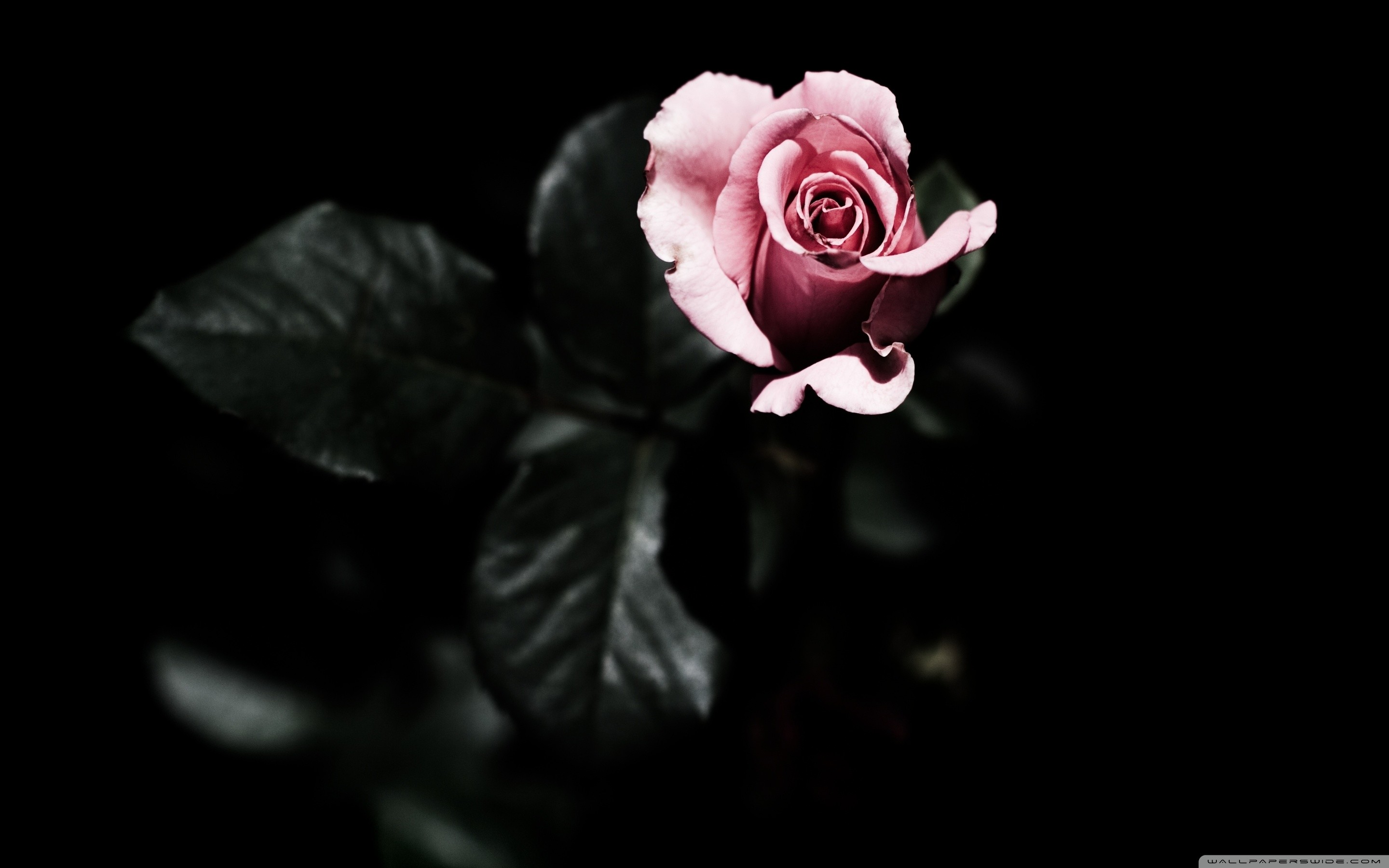 Gothic Roses Wallpaper (63+ images)