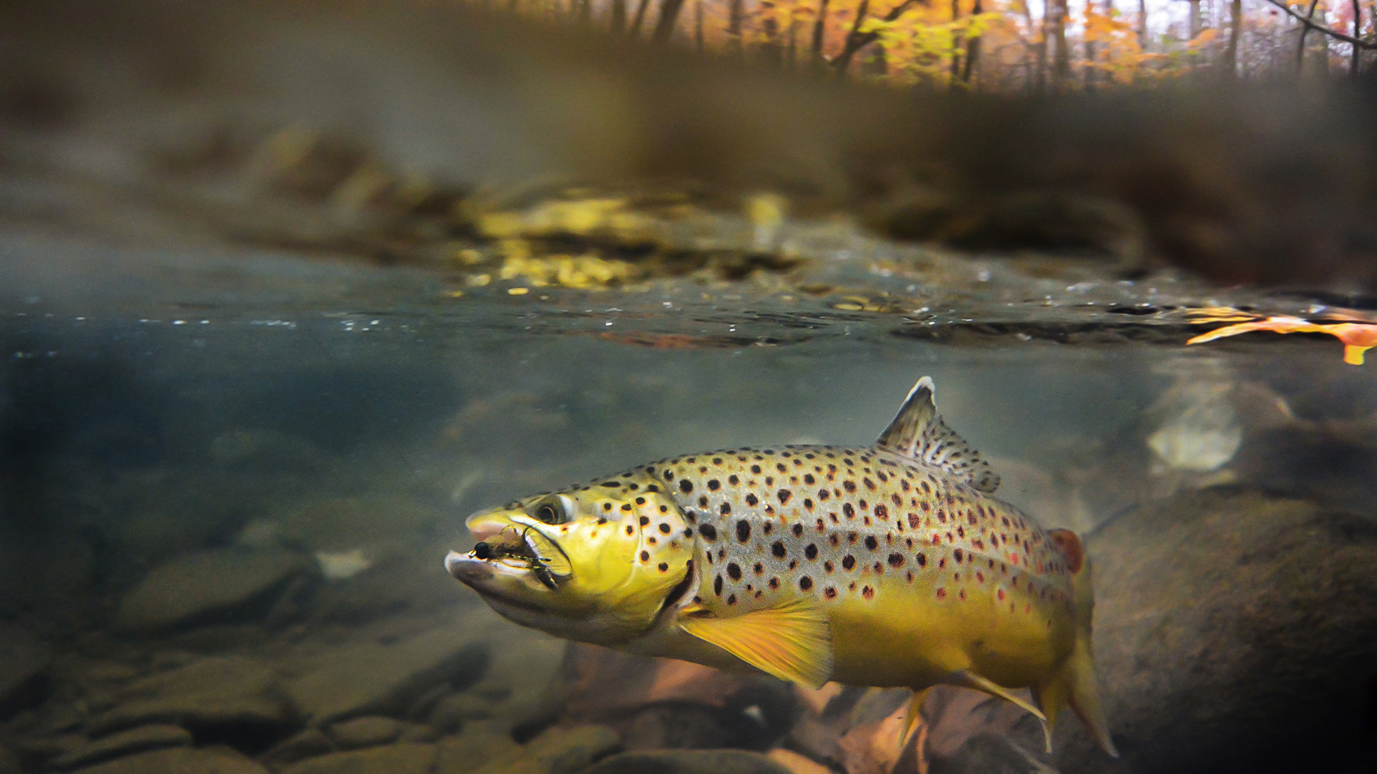 Trout Fishing Wallpaper (45+ images)