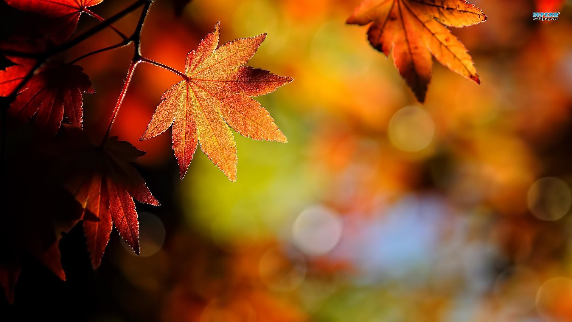 Fall Leaves Wallpaper HD (62+ images)