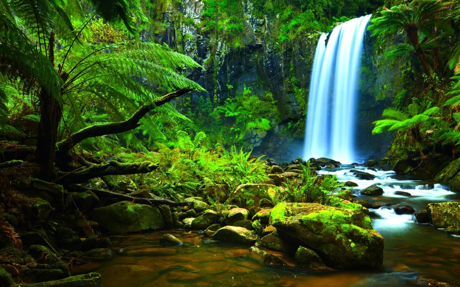 Rainforest Background Printable Printable Word Searches