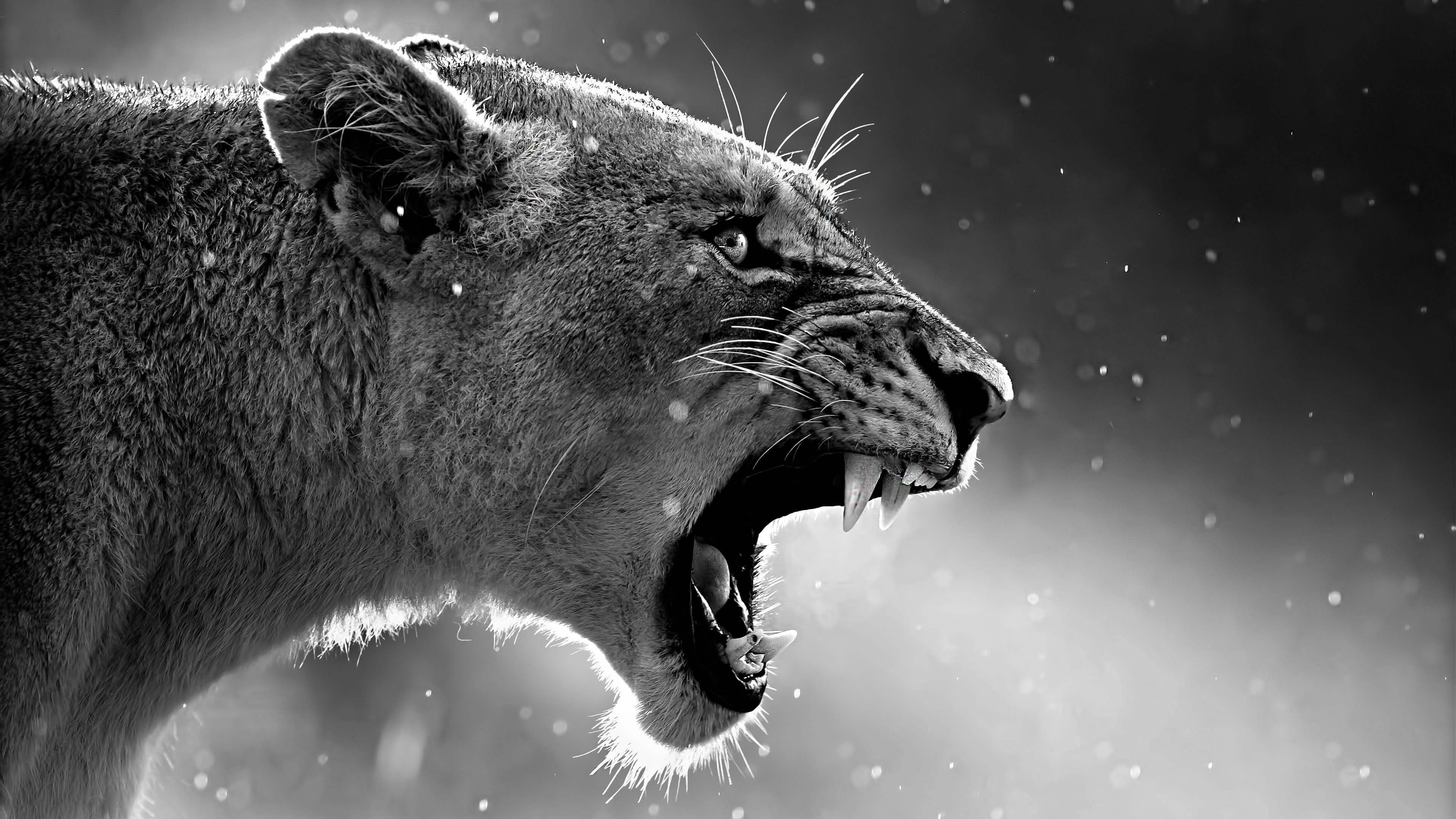 Lion Wallpaper Black and White (50+ images)