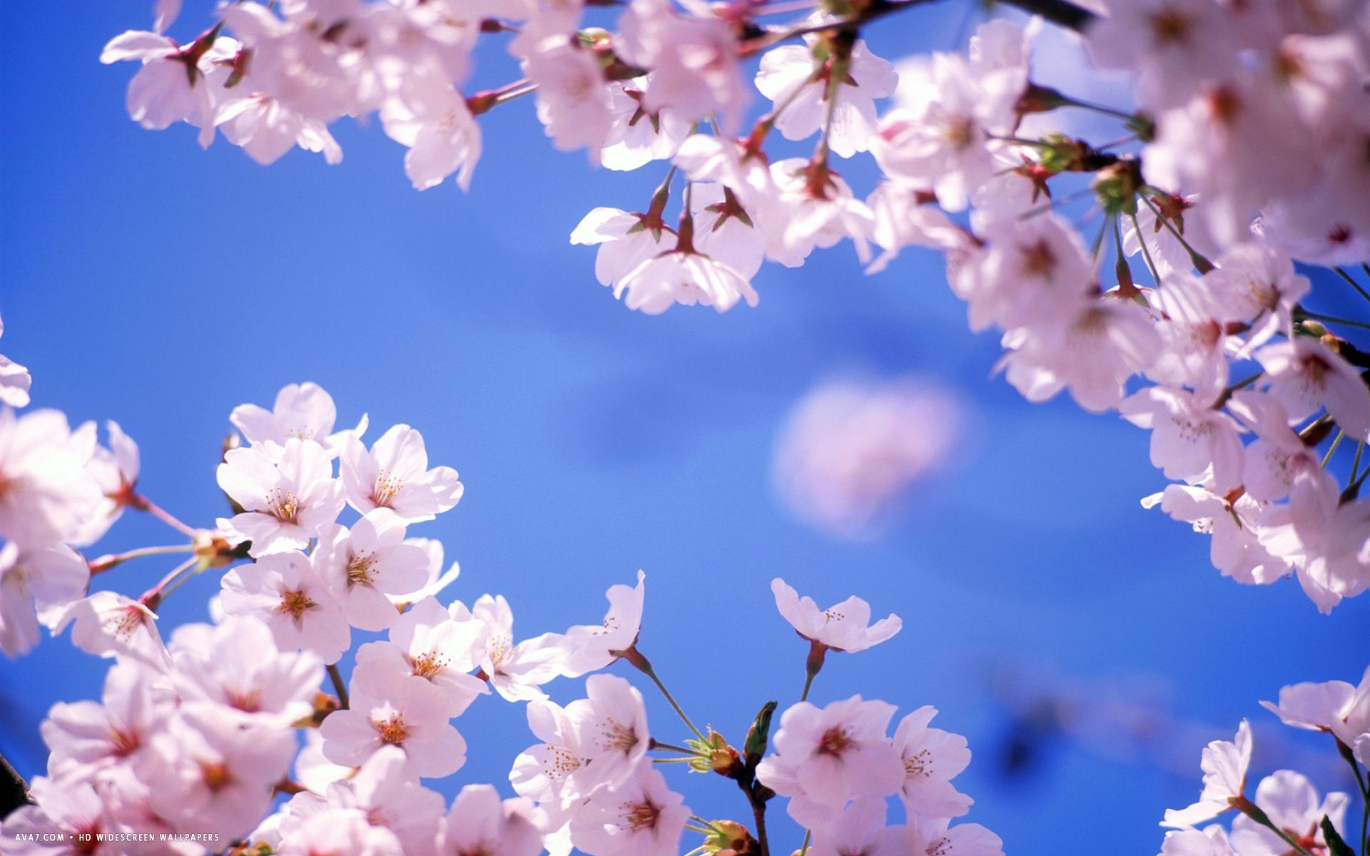 Cherry Blossom Backgrounds (76+ images)