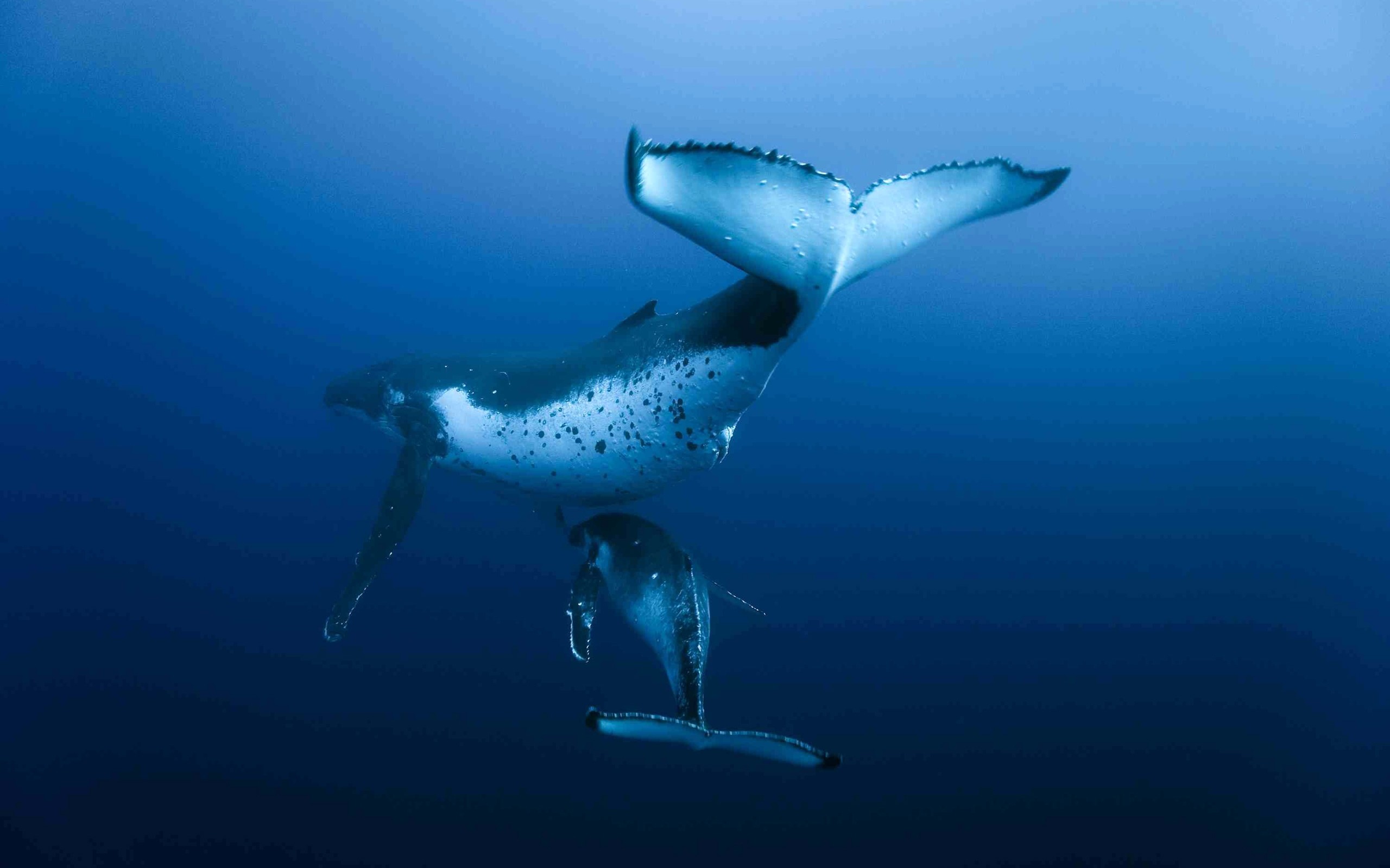 【知路BABA】纪录片：蓝鲸——海洋里最大的生物（生肉）_哔哩哔哩_bilibili