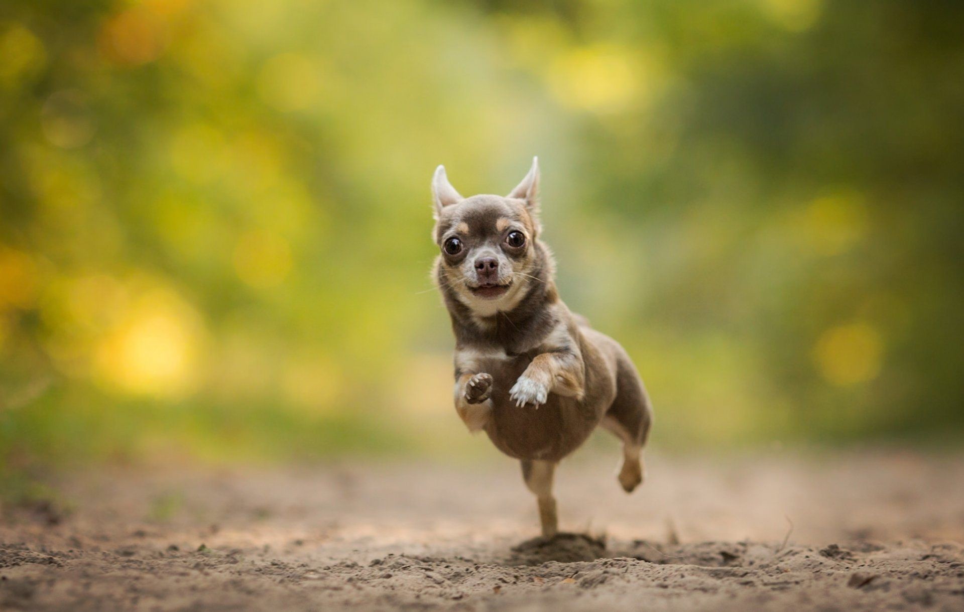 Cute Chihuahua Wallpapers (59+ images)
