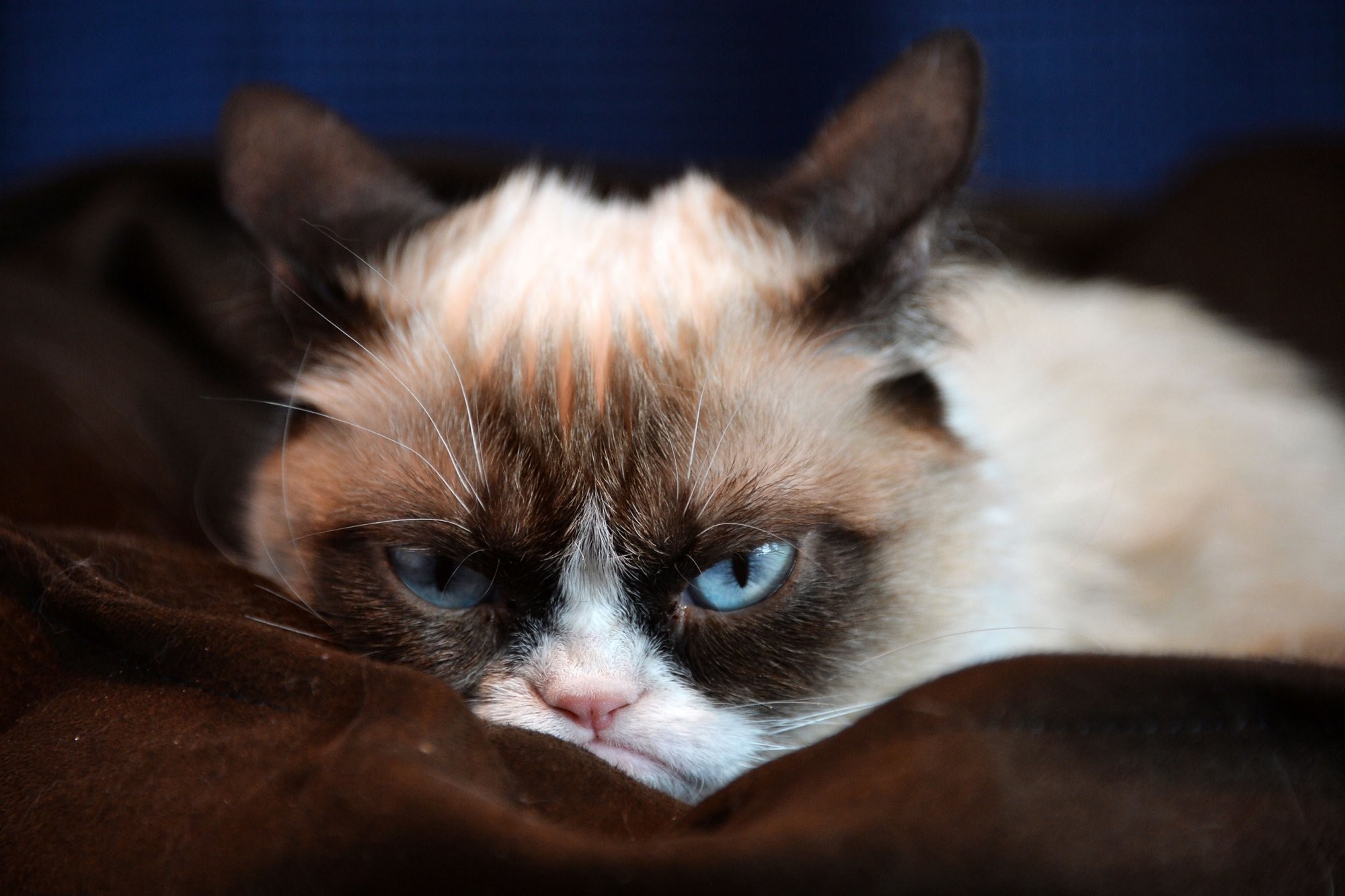 Grumpy Cat Wallpapers HD (61+ images)