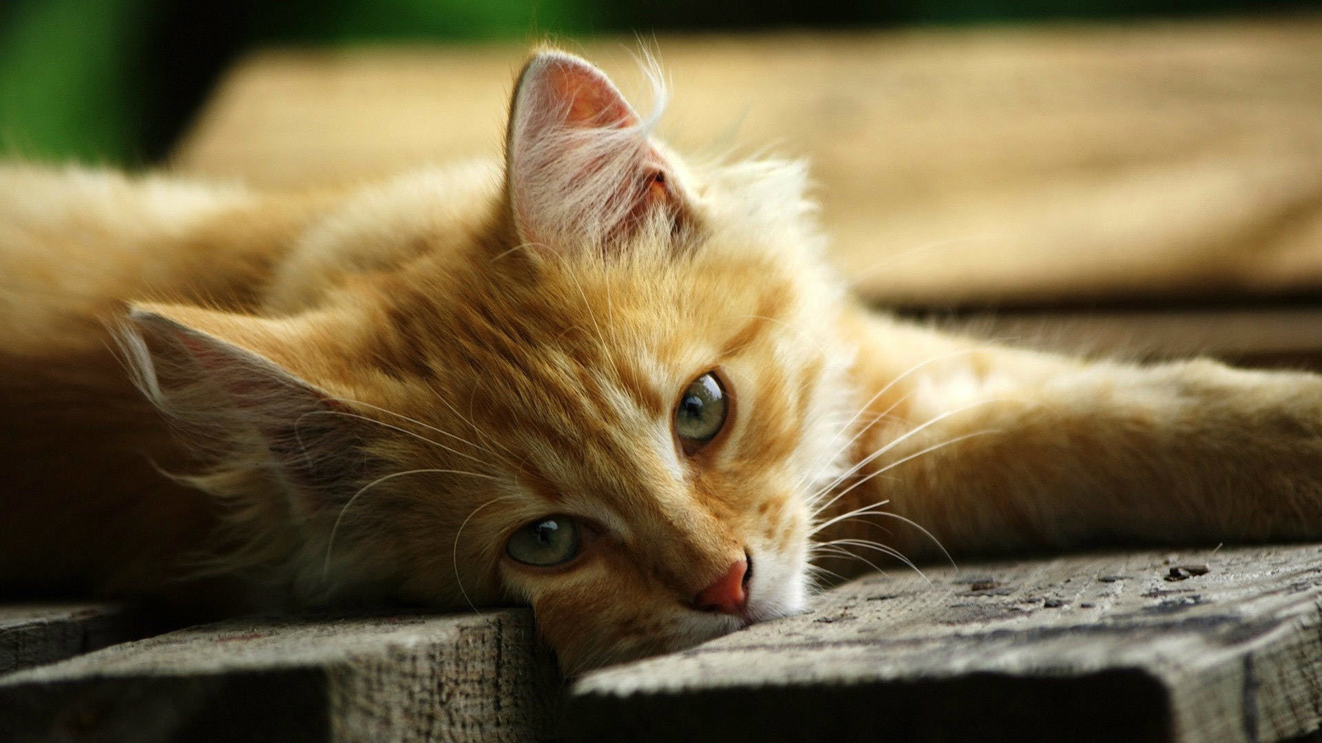 Cat HD Wallpapers 1080p (64+ images)