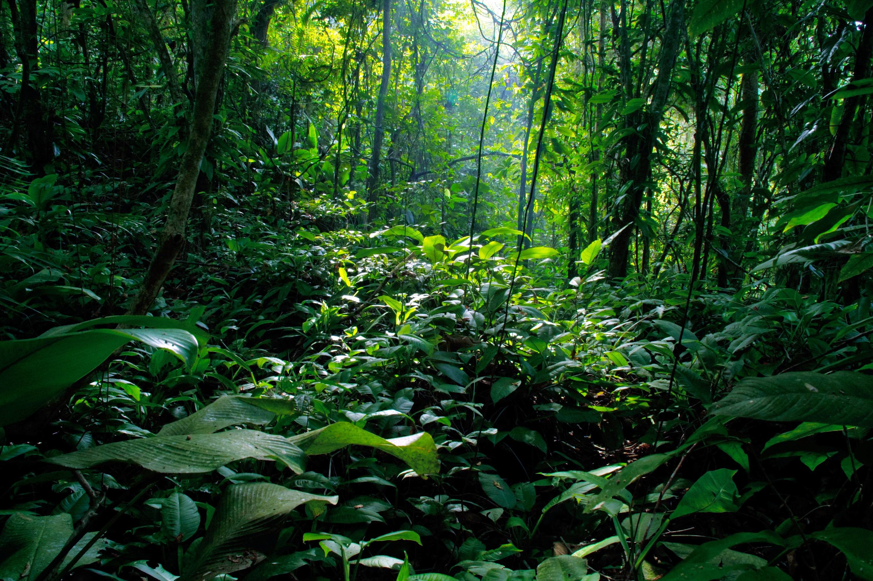 Rainforest Backgrounds (60+ images)