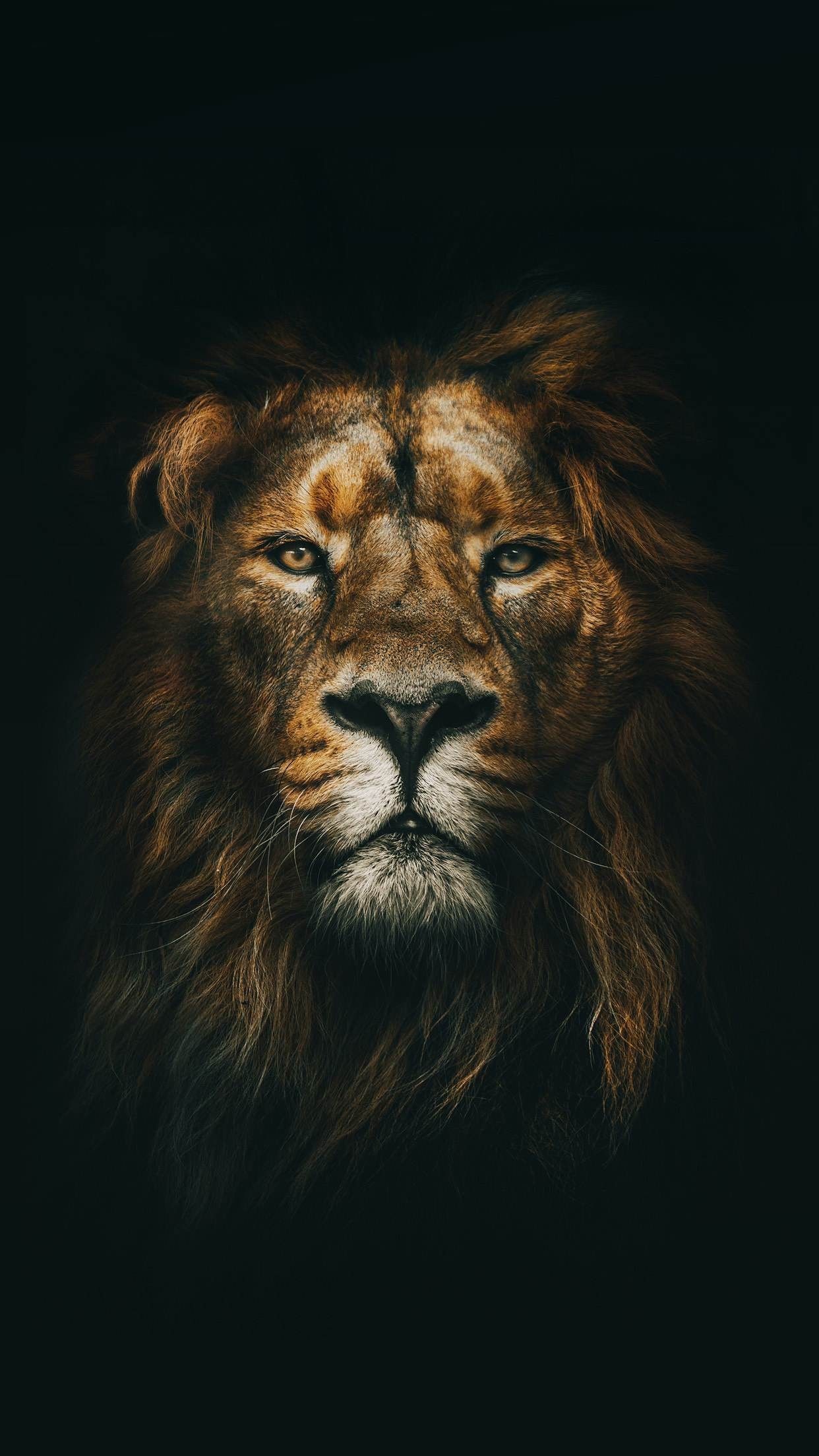 Featured image of post Cool Lion Wallpapers For Pc - 4 years ago on october 23, 2016.