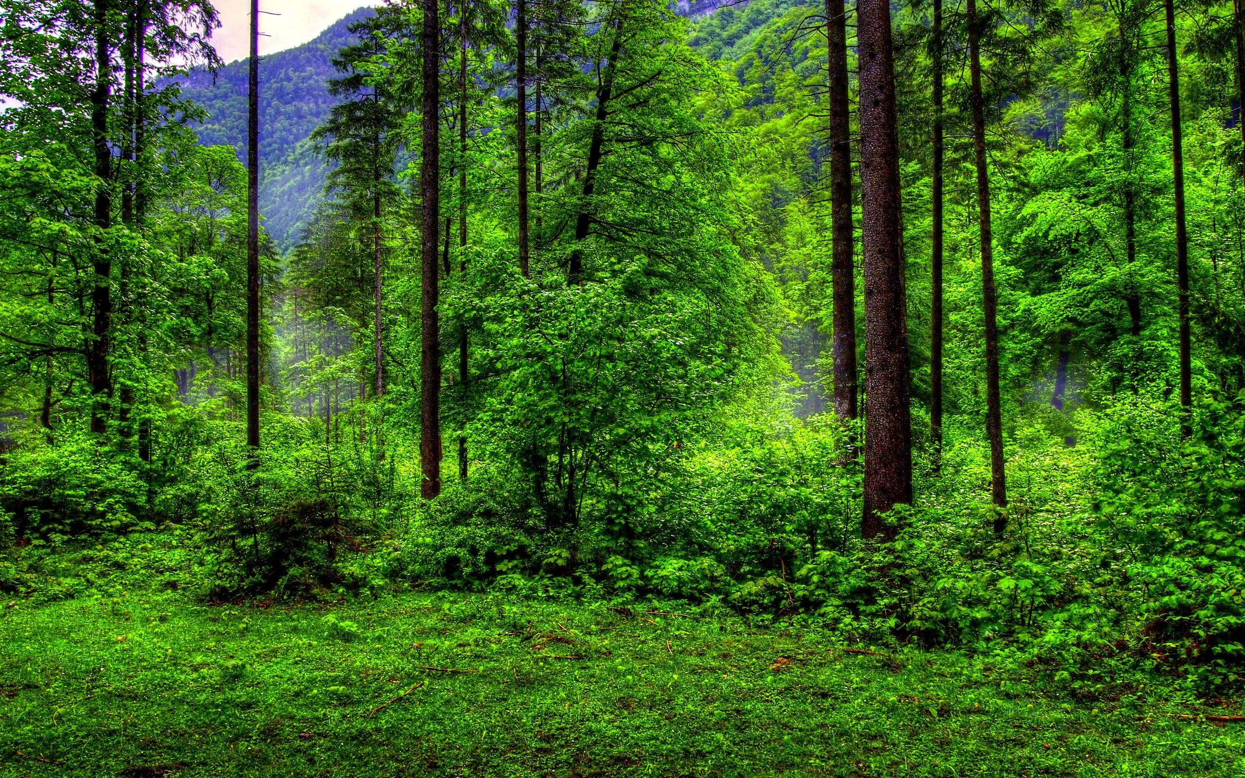 Green Forest Wallpaper 71 Images 