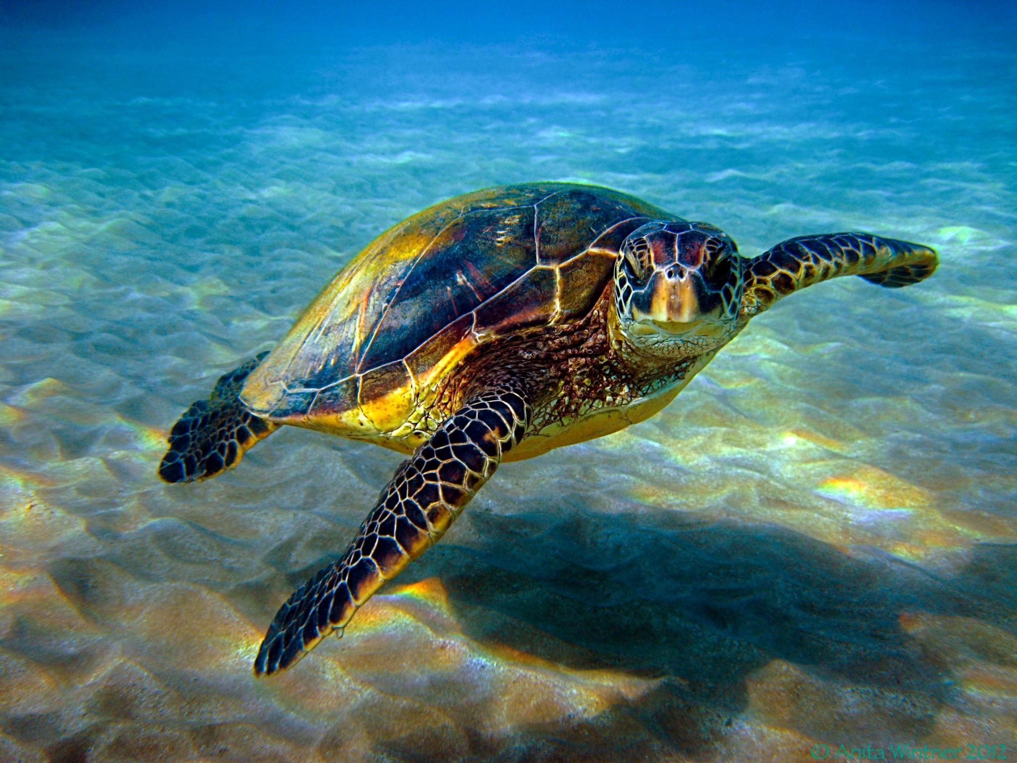 Sea Turtles Desktop Wallpaper 60 Images Sea Turtles Desktop Wallpaper 60 Images