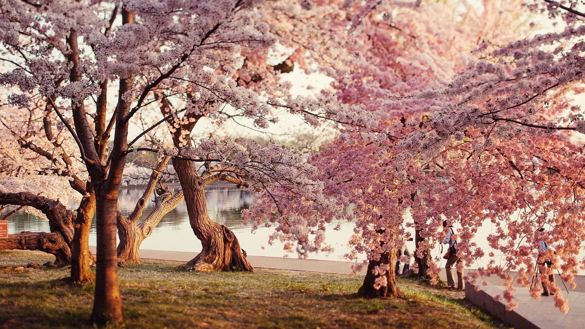 Japanese Cherry Blossom Wallpaper (71+ images)