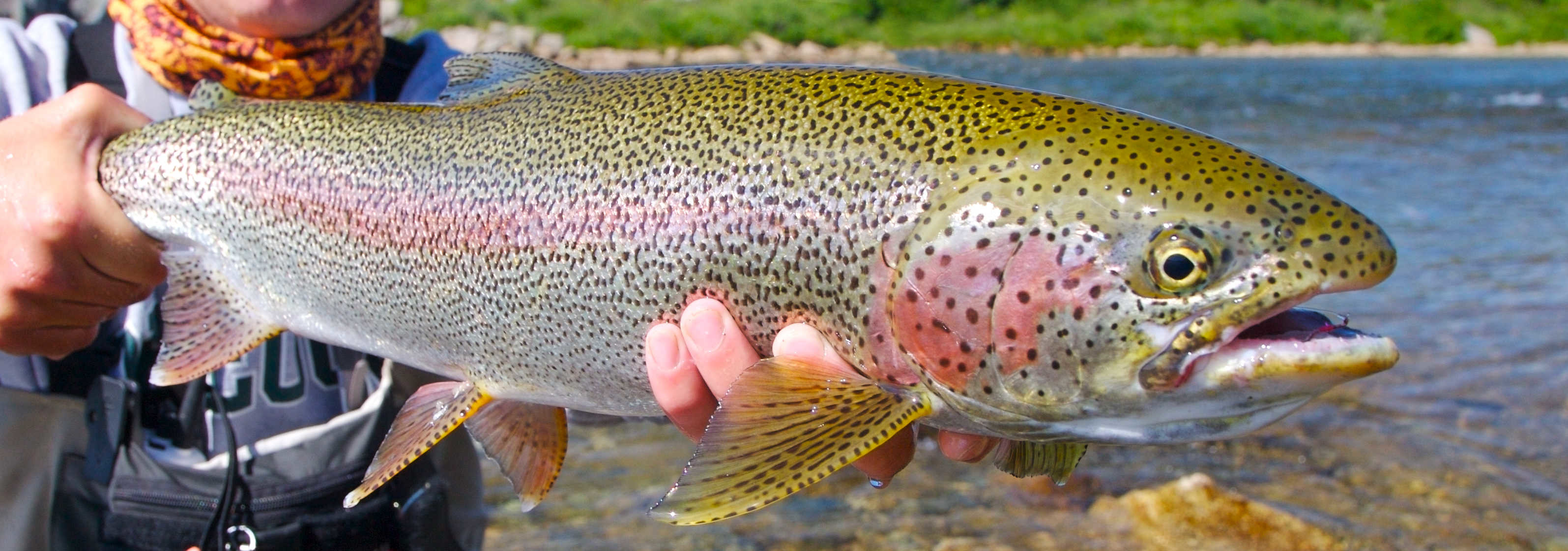 Rainbow Trout Wallpaper (49+ images)