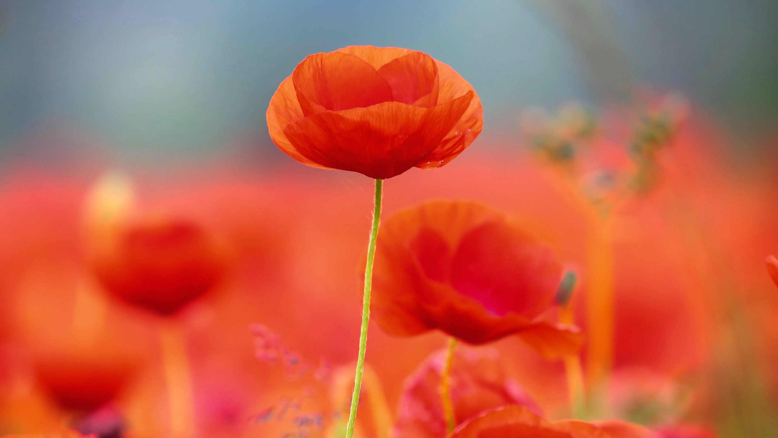 Poppy Flower Wallpaper (63+ images)