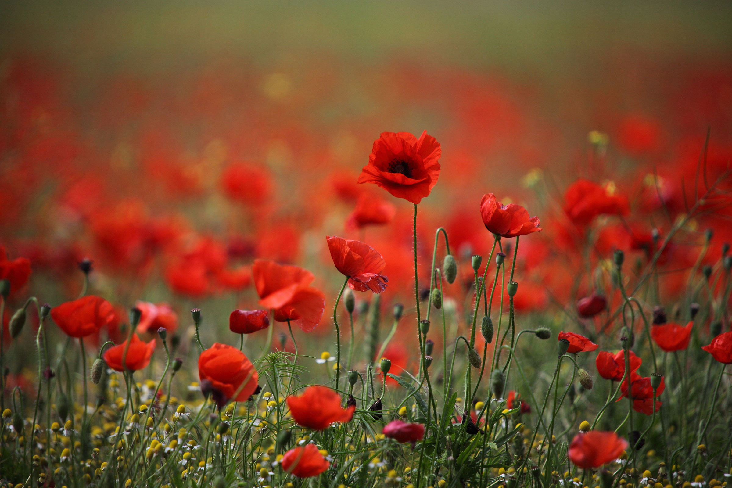 Field Of Poppies Wallpaper Images