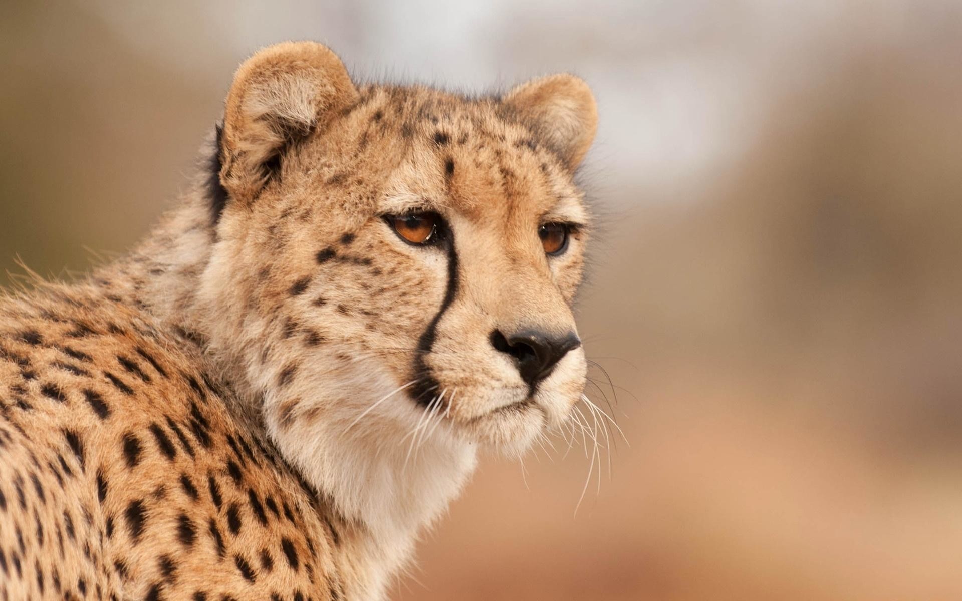 Baby Cheetah Wallpaper (66+ images)