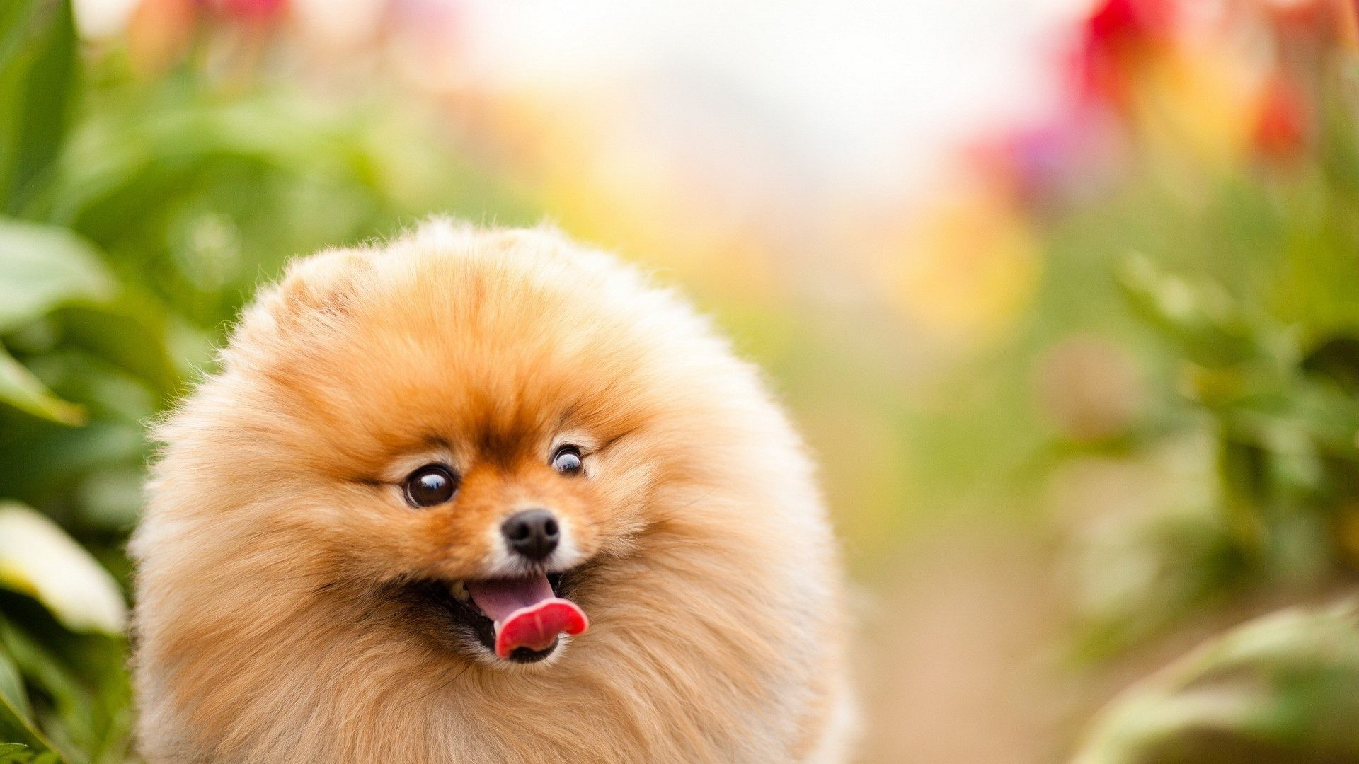 Cute Dogs Wallpapers (61+ images)
