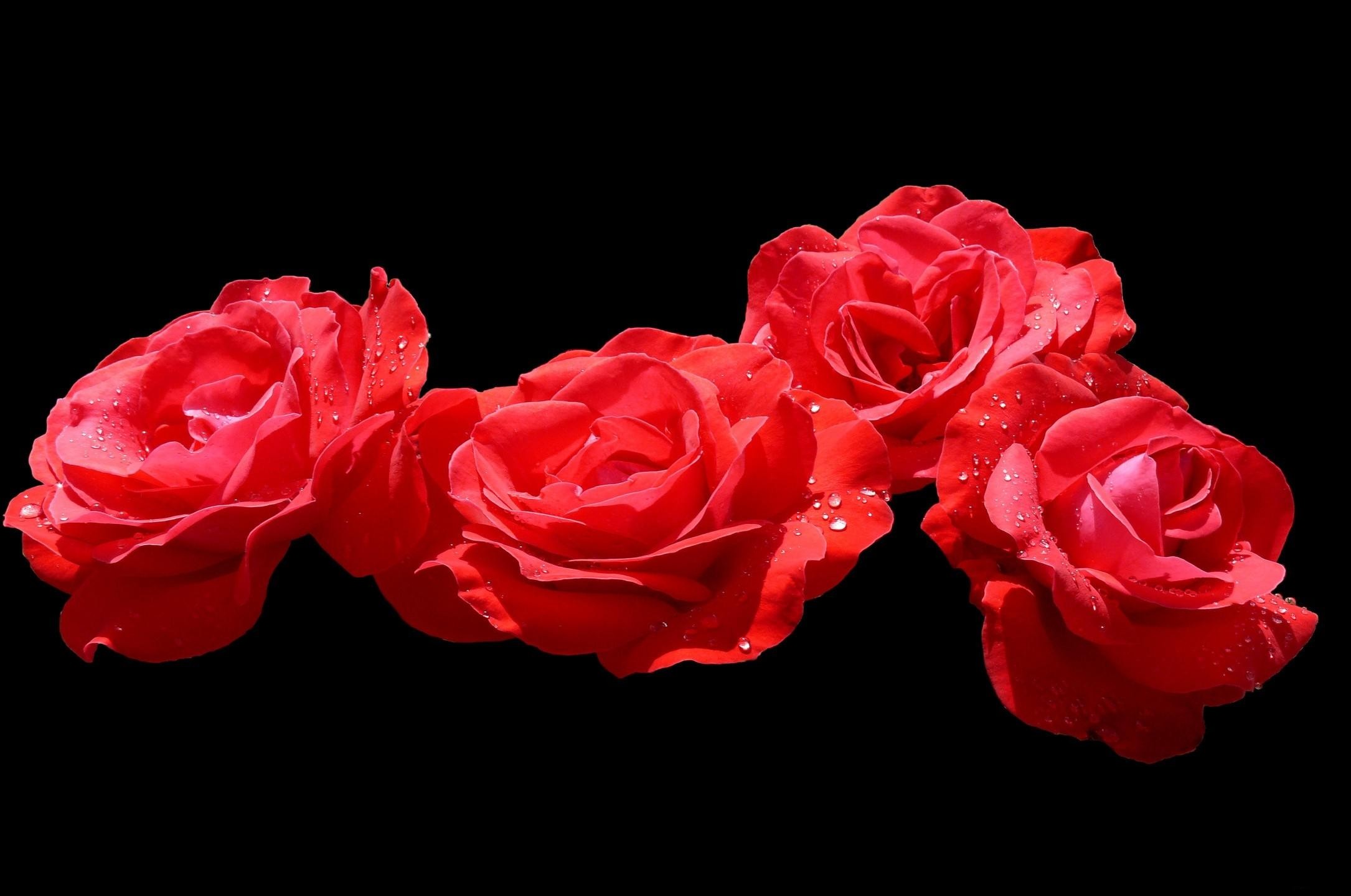 Red Rose With Black Background 42 Images