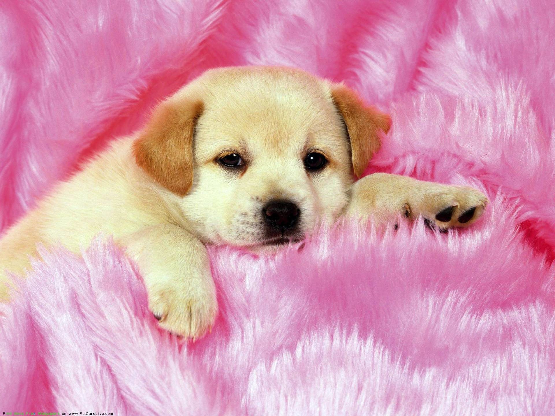 Puppy Wallpaper and Screensavers (53+ images)