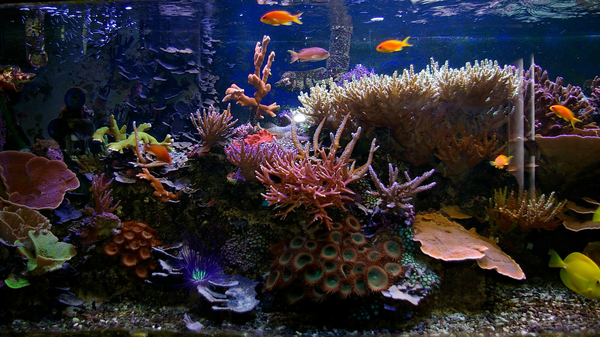 Fish Tank Wallpaper (68+ images)