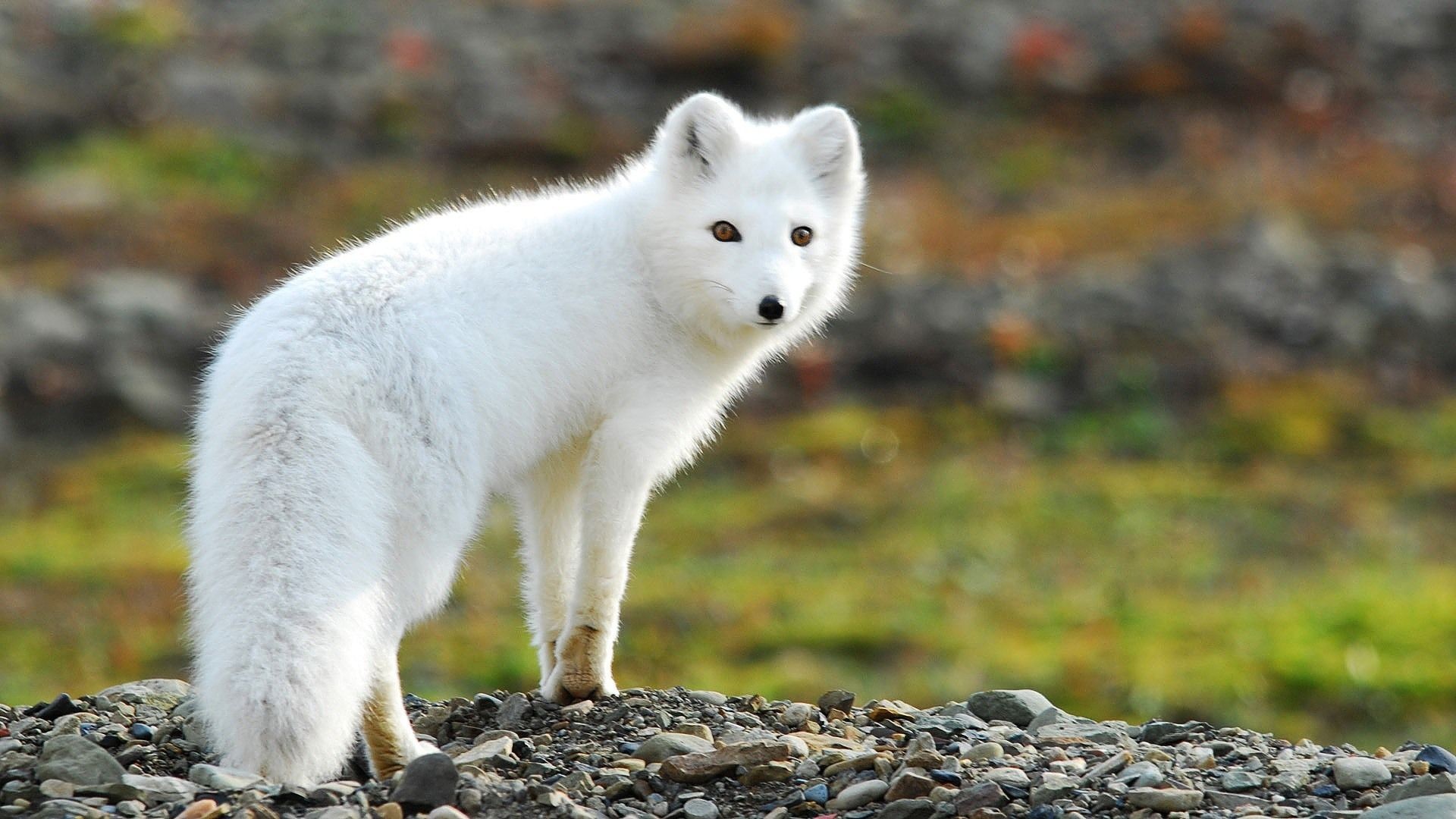 Arctic Fox Wallpaper Images