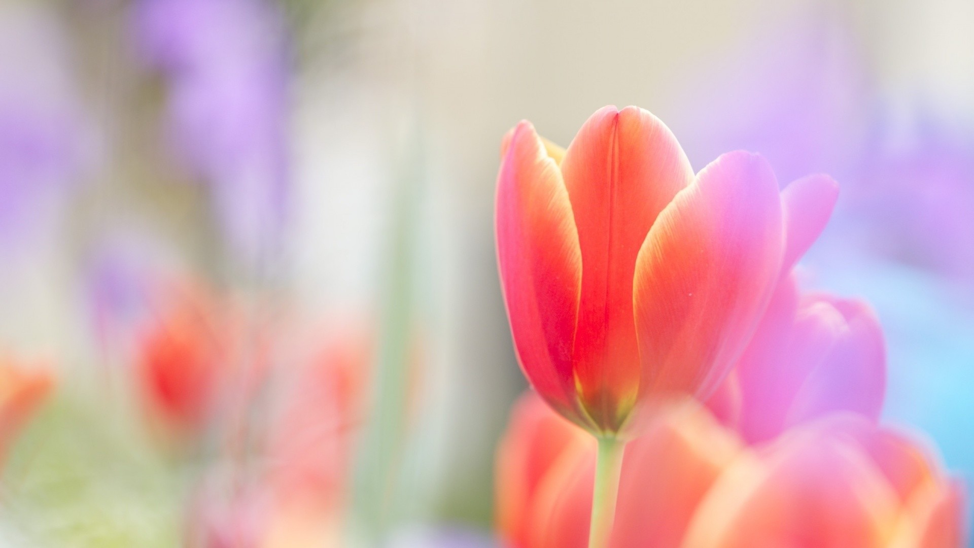 Pink Tulips Wallpaper 68 Images
