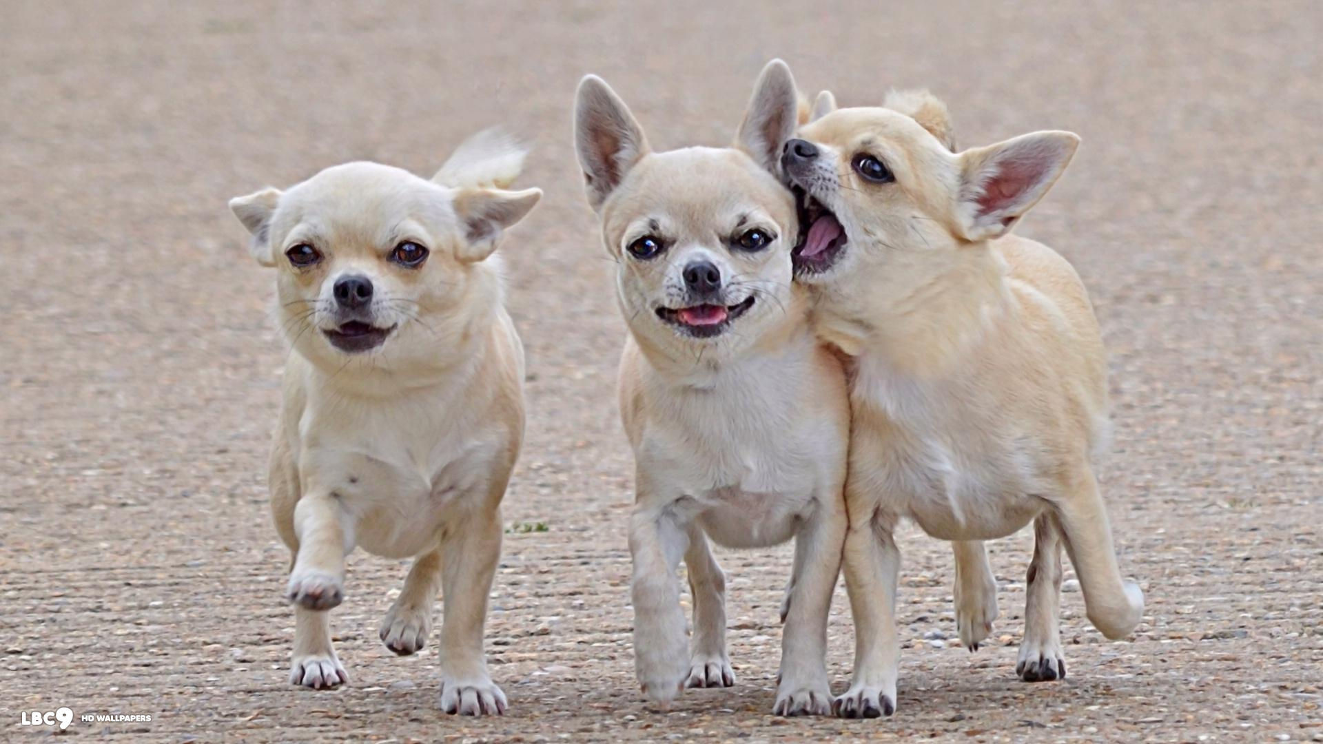 Teacup Chihuahua Wallpaper (52+ images)