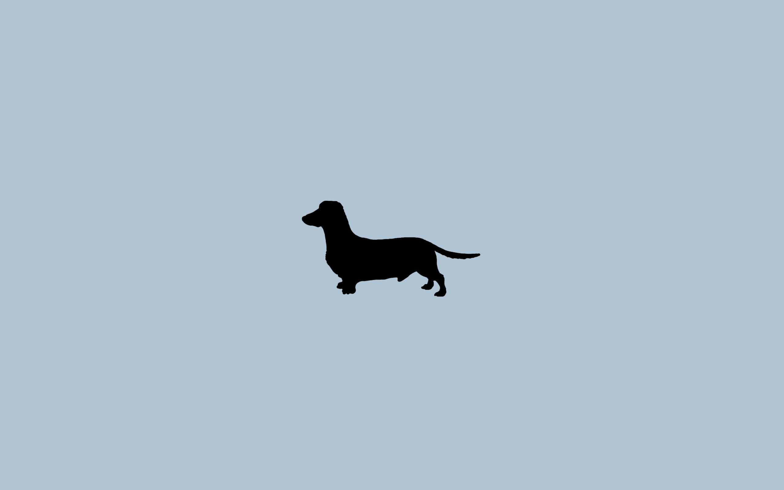 Dachshund Wallpaper for Computer (52+ images)