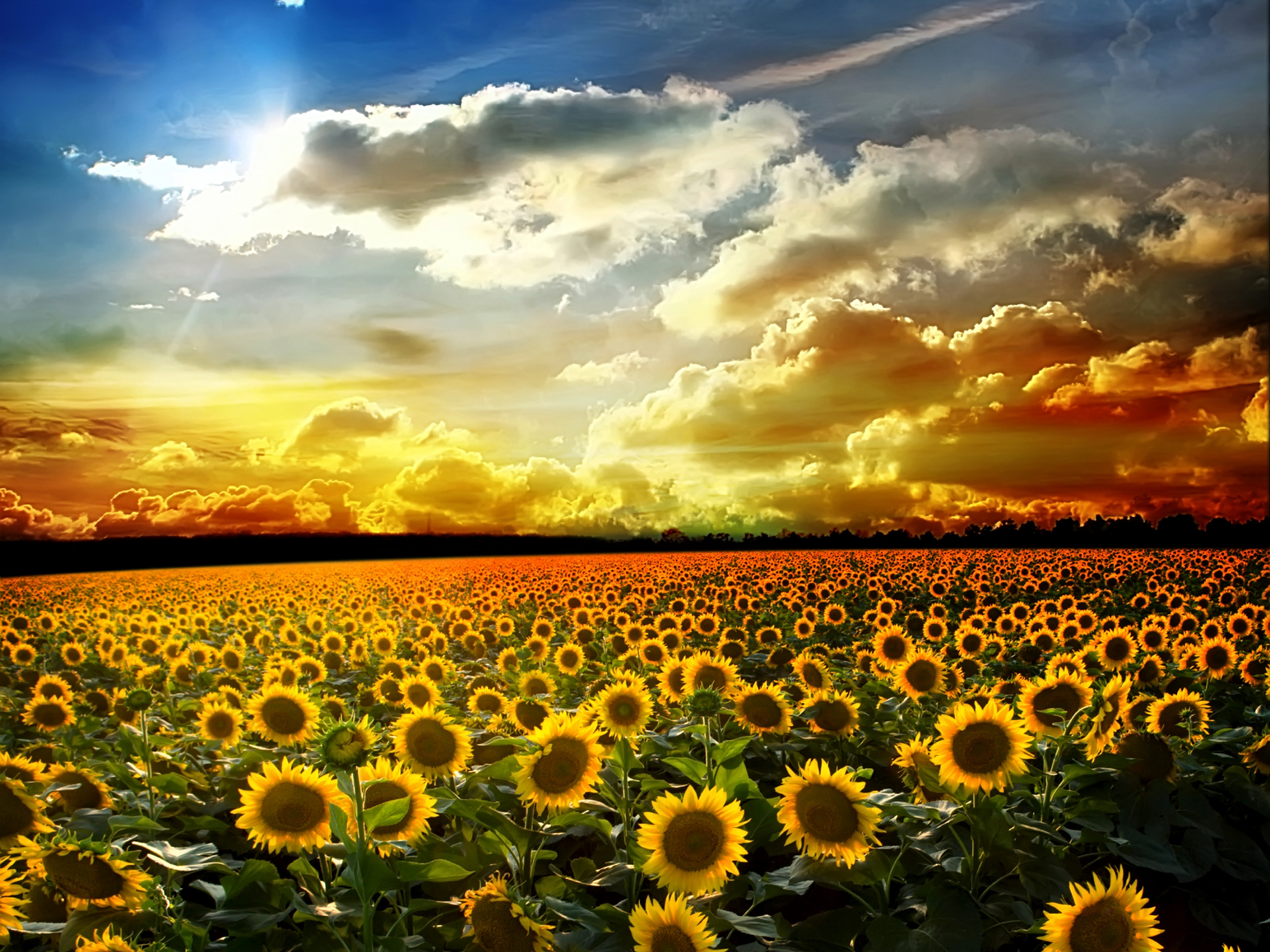 2560x1920 Sunflowers