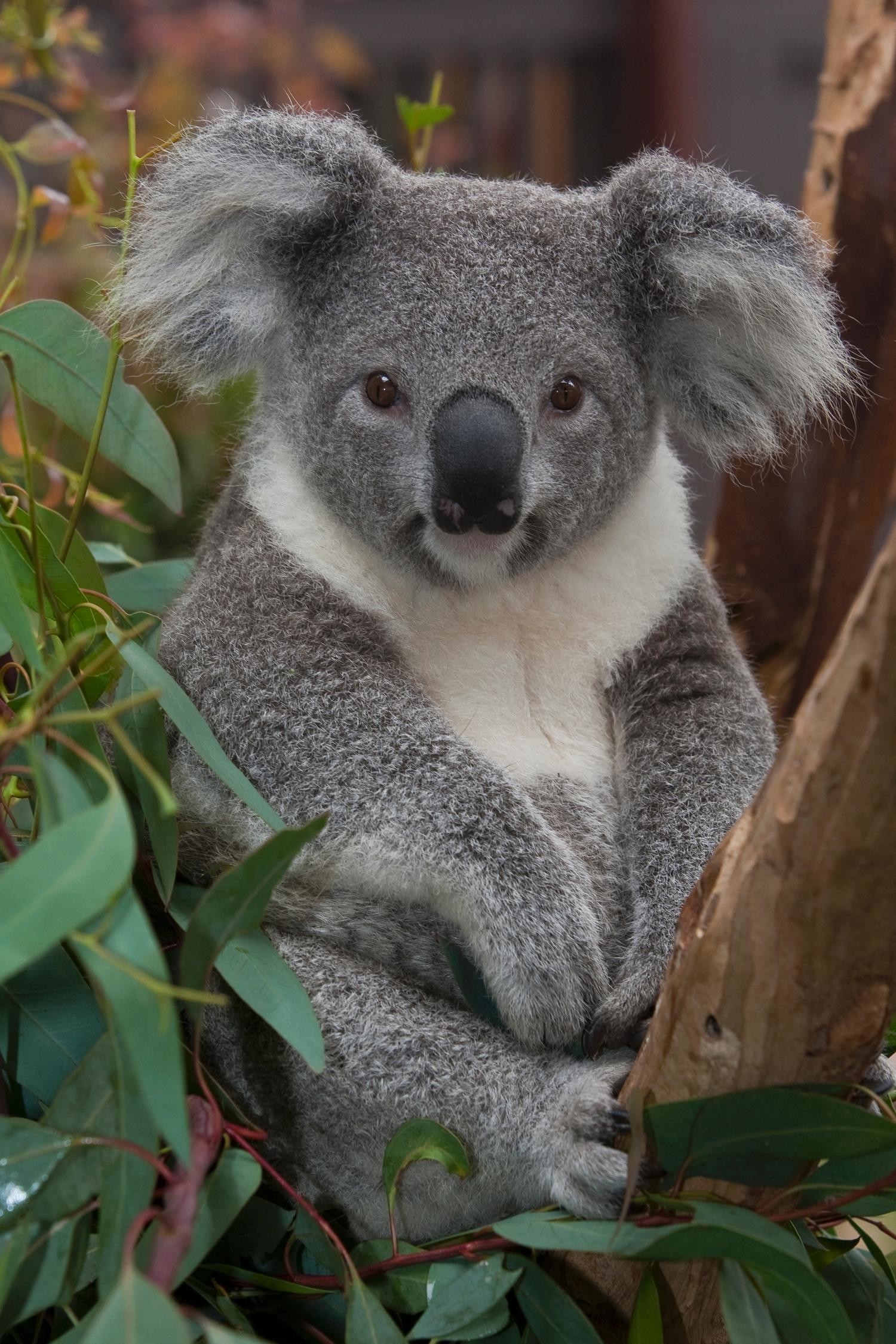 Baby Koala Wallpaper 57 Images 