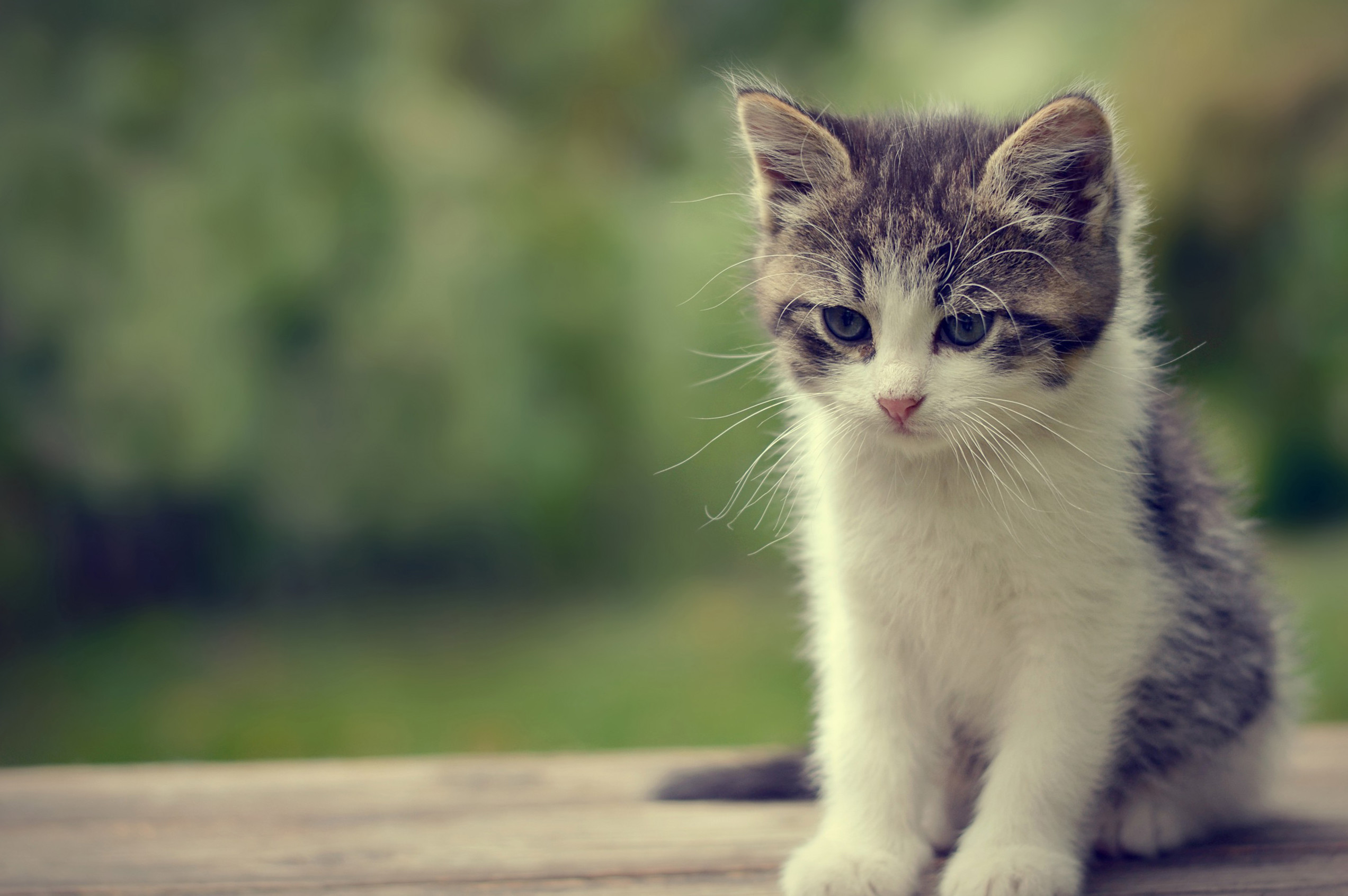 Cute Cat Wallpapers (67+ Images)