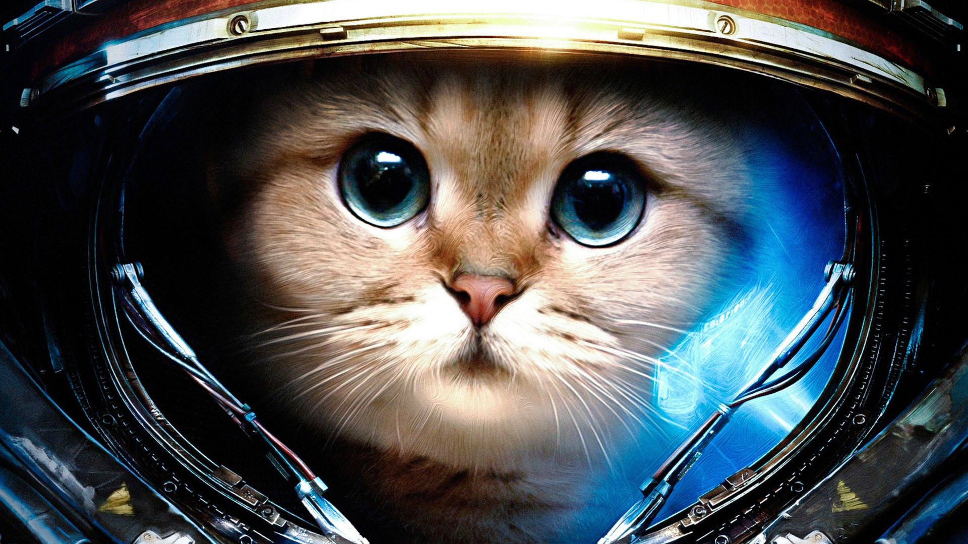 Space Cats Hd Wallpaper 78 Images