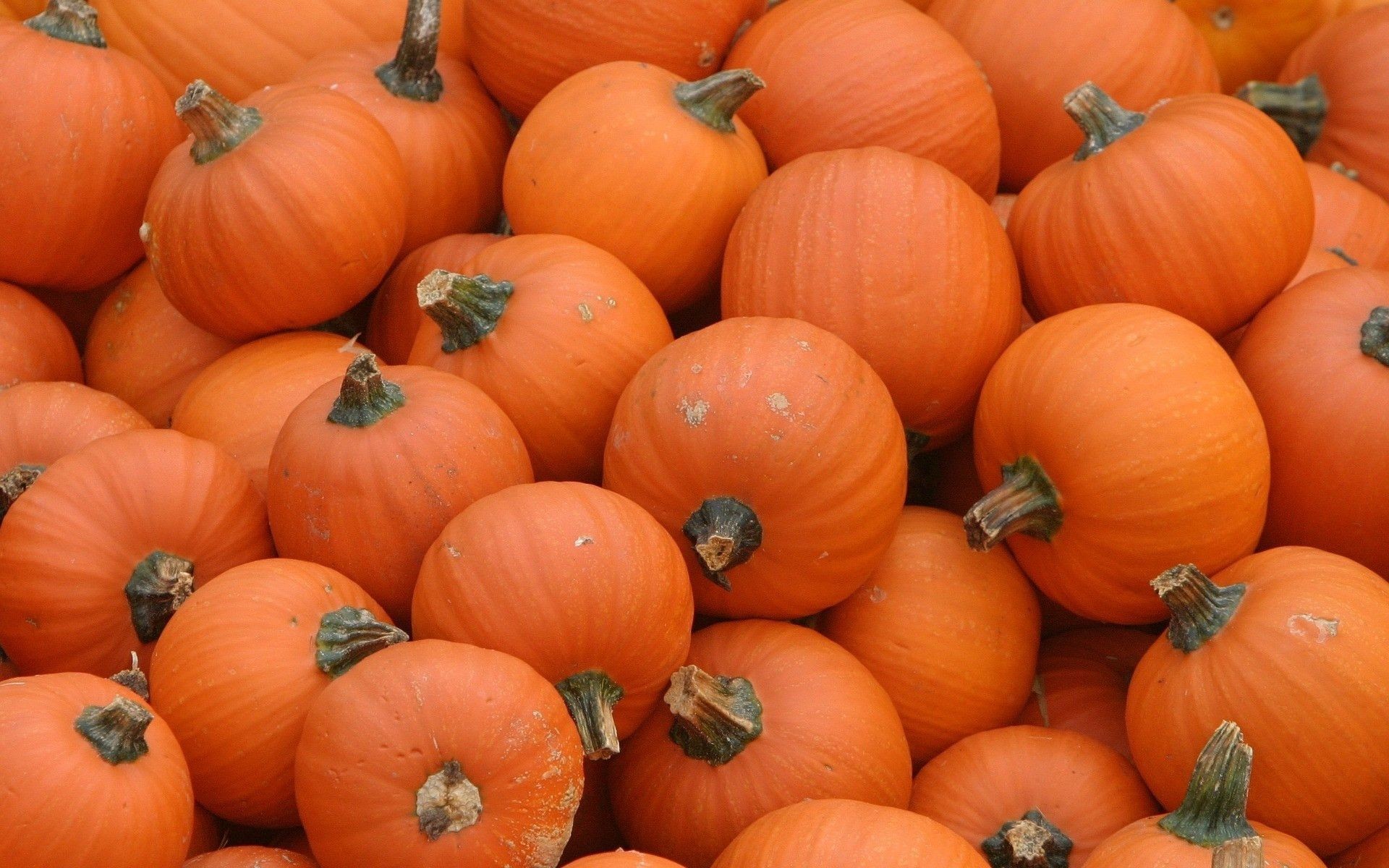 Autumn Pumpkin Wallpaper (47+ images)